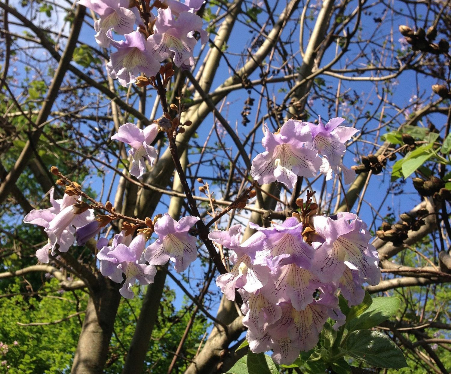 Фото дерево павлония как цветет