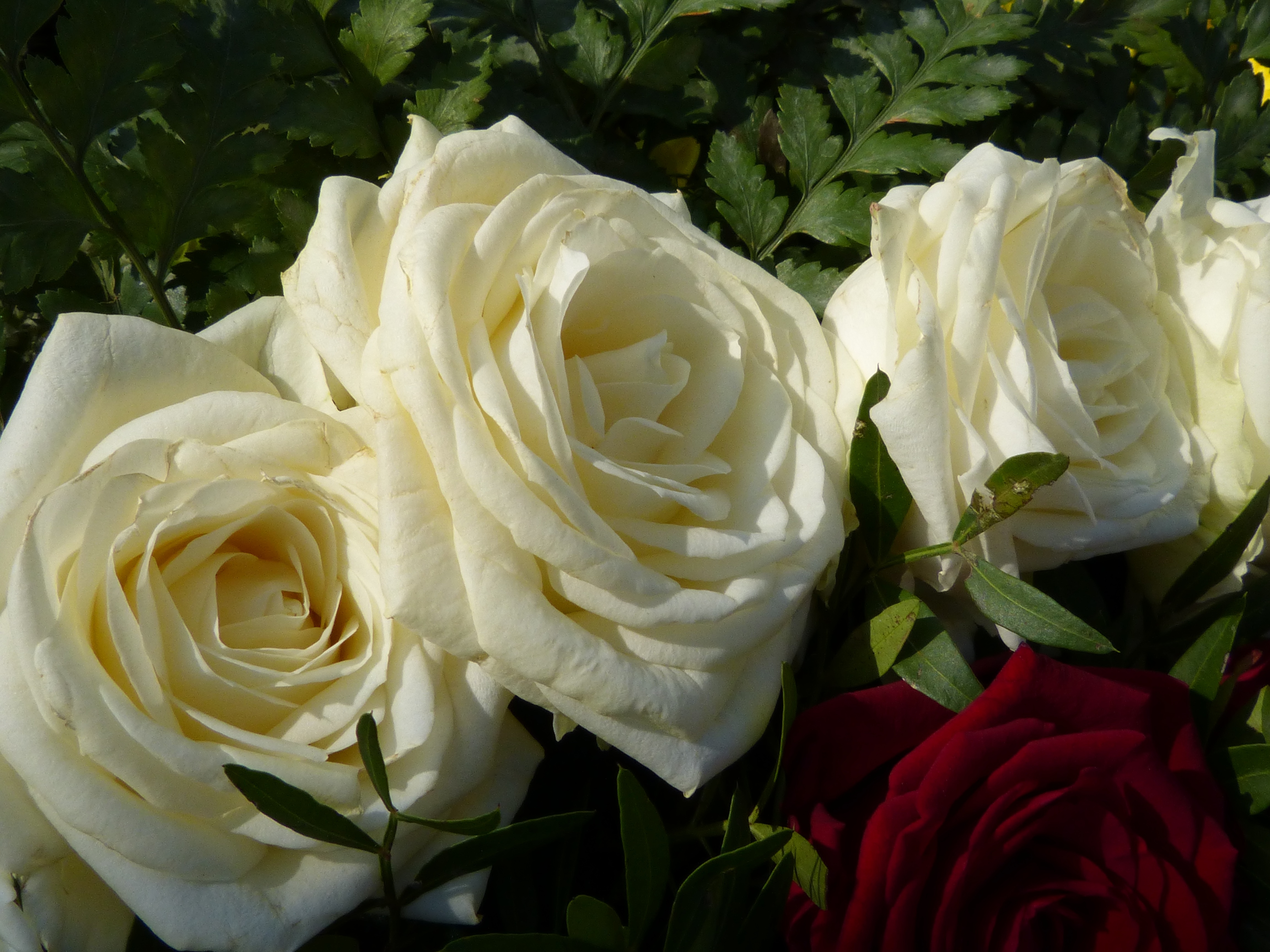 Продолжение цветения роз флорибунда белые розы