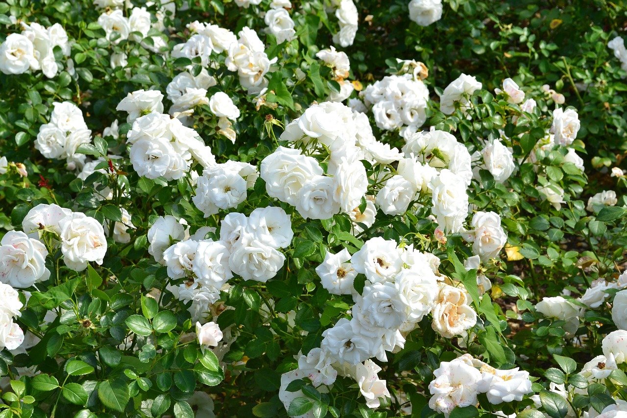 белые цветы в саду фото