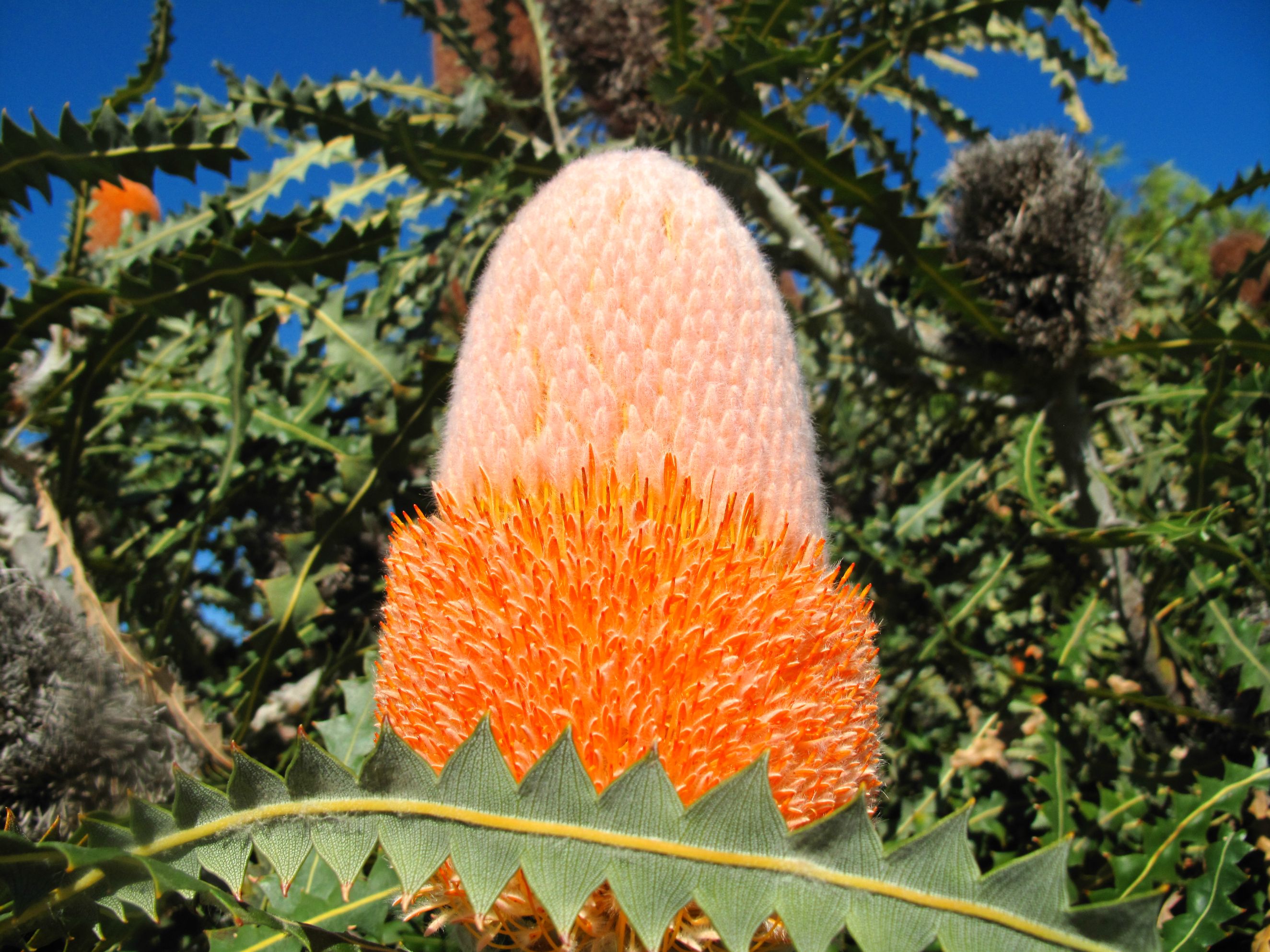 Растения из австралии