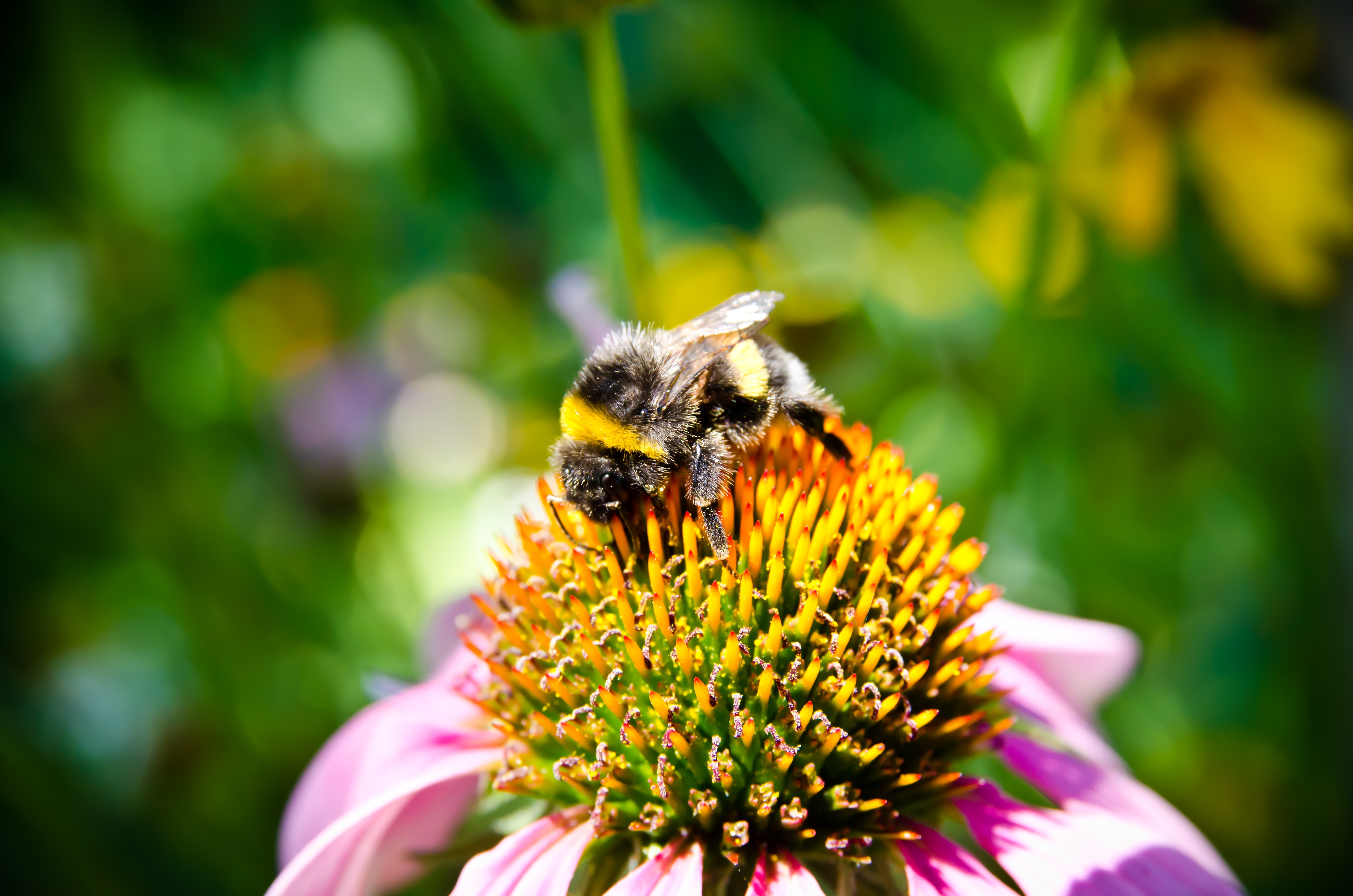 Насекомоопыляемые растения пыльца. Пчелы опылители растений. Пчелы пыльца опыление. Опыление цветков пчелами. Пчела опыляет цветок.