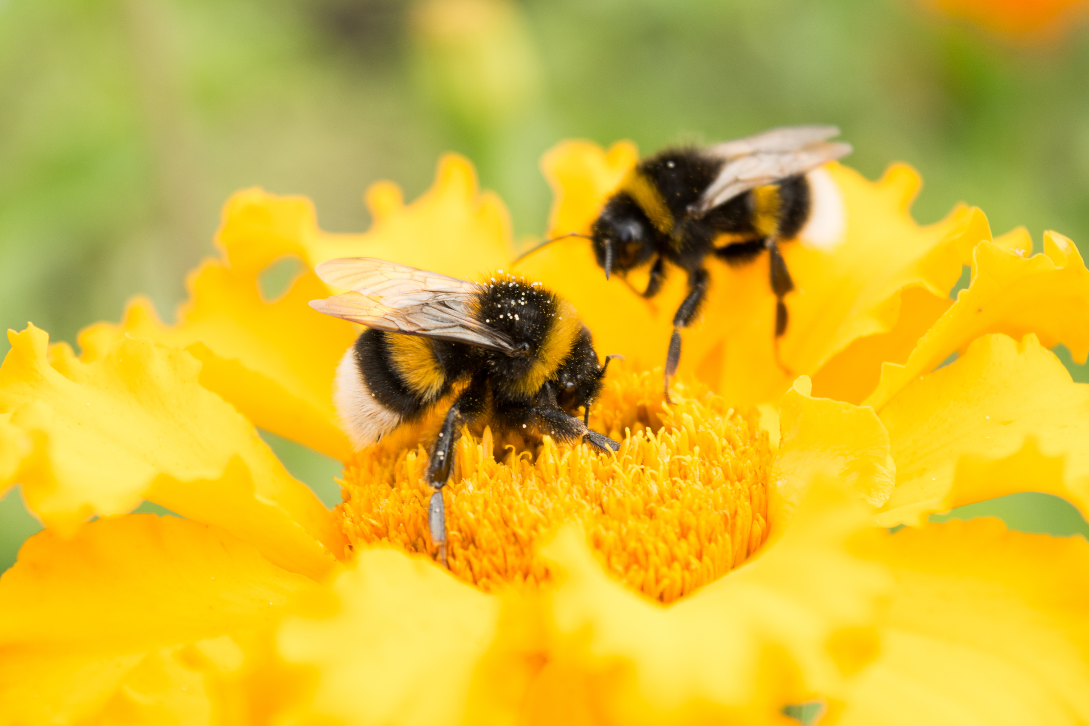 Пчелы Опыляют Цветы