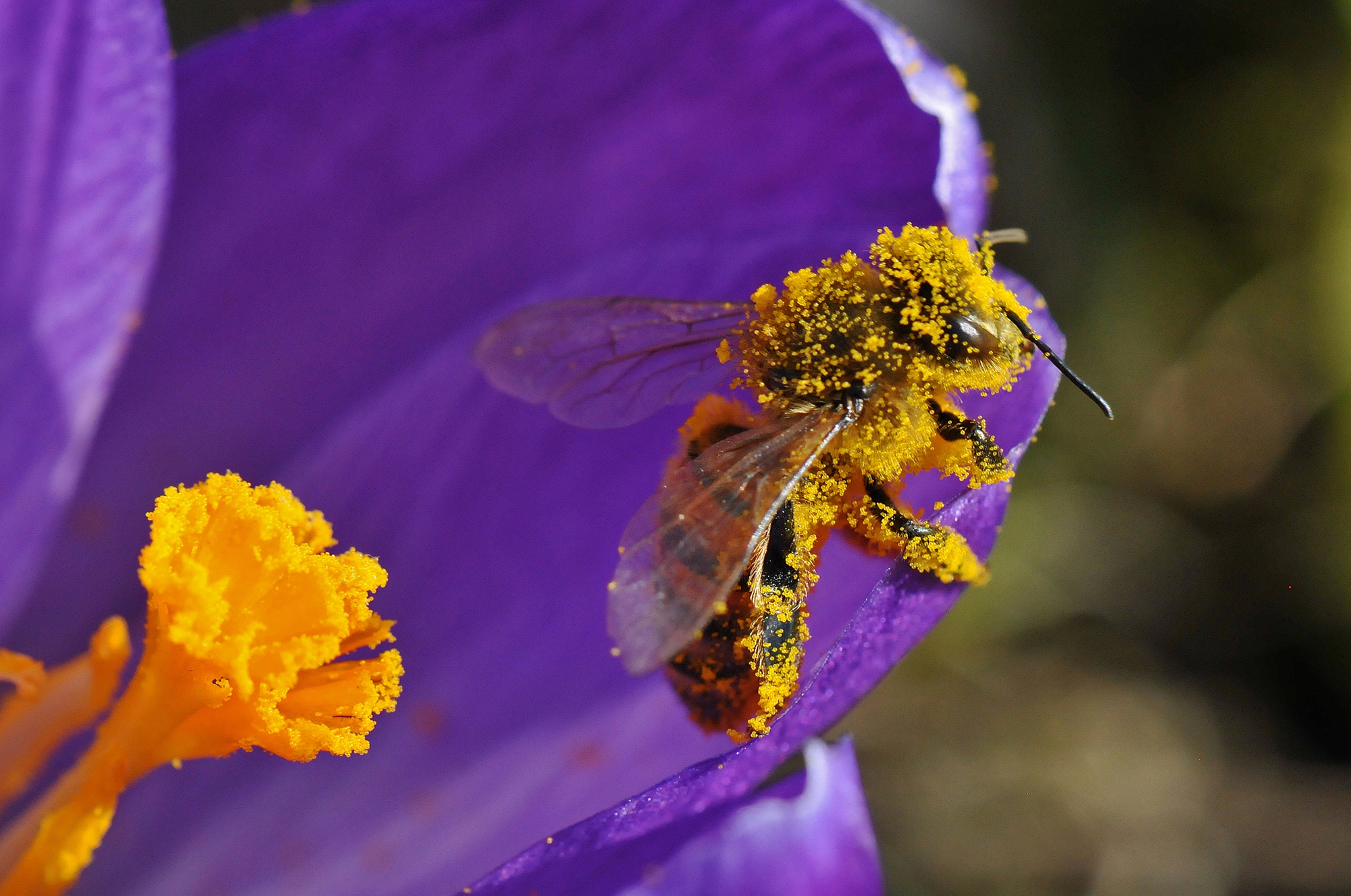 Опыление растений пчелами
