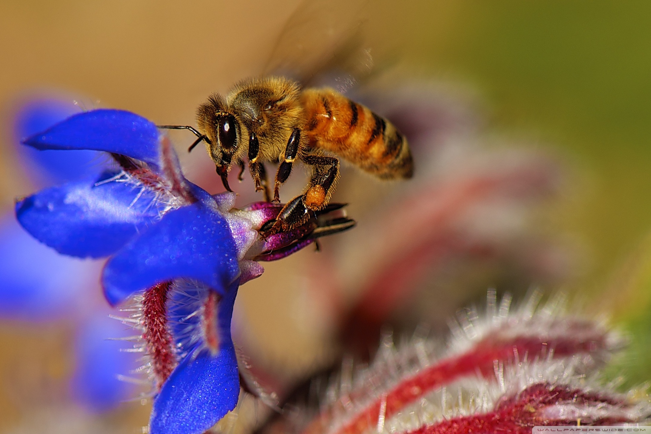 Как называется нектар. Пчелs опыляет растения. Опыление растений пчелами. Пчела. Пчела опыляет.