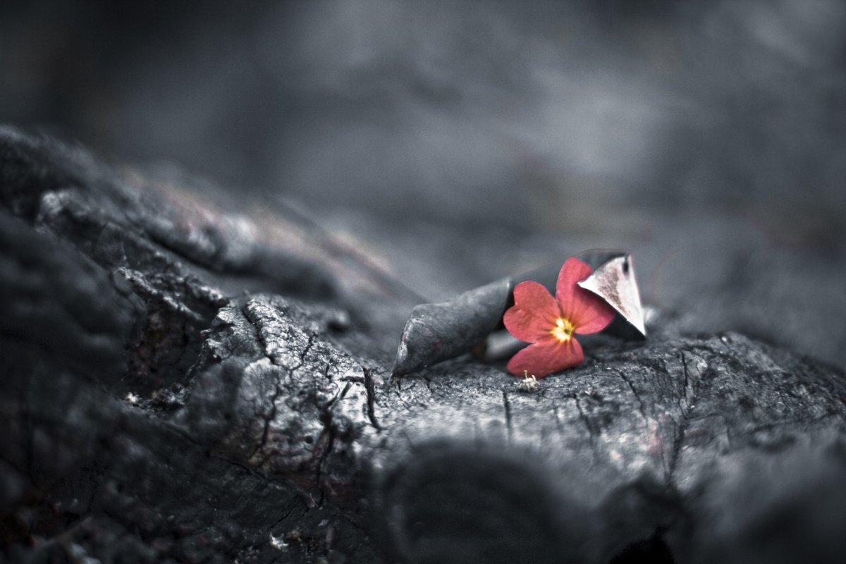 Одинокий цветок любви