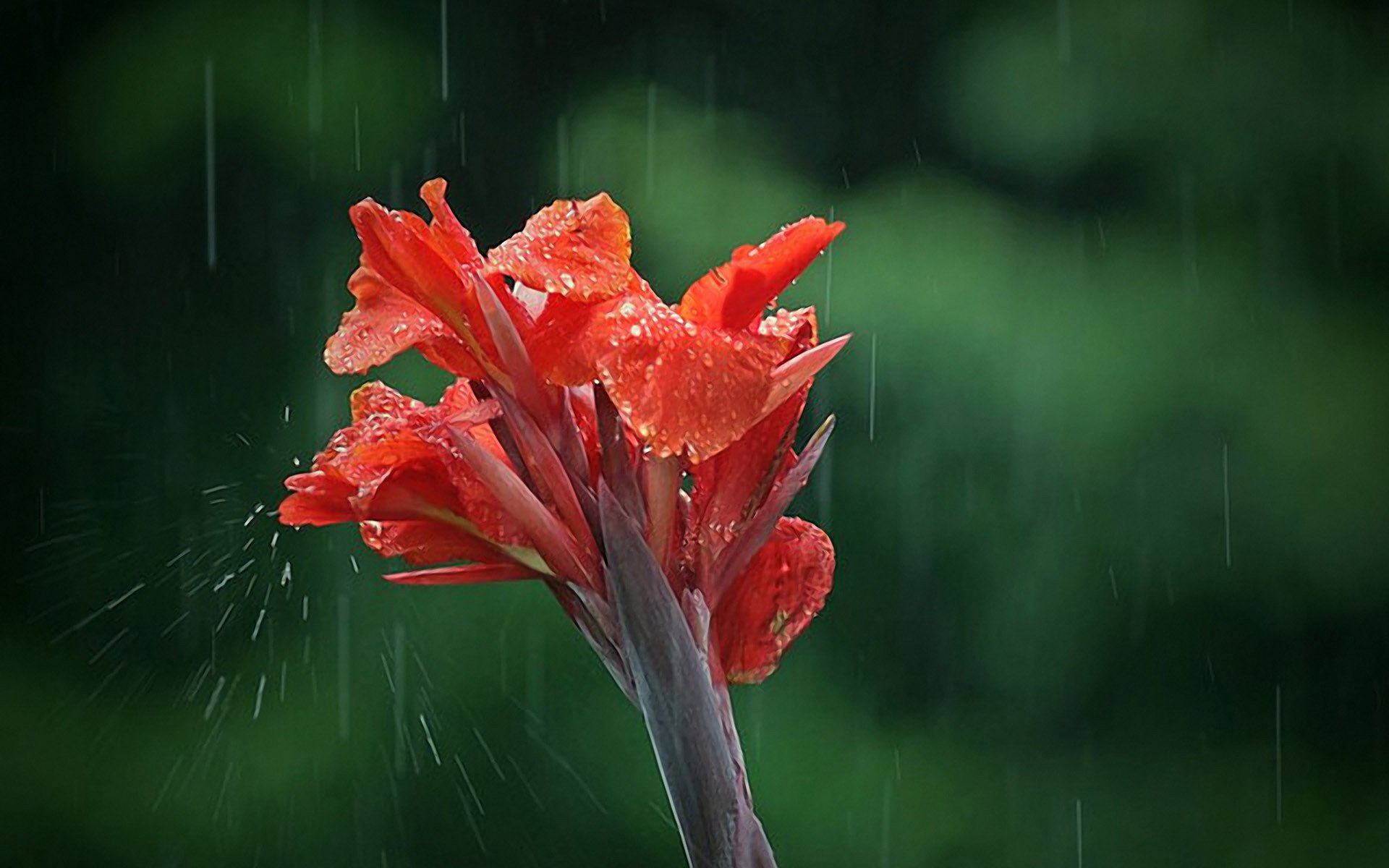 Цветок который плачет перед дождем как называется фото