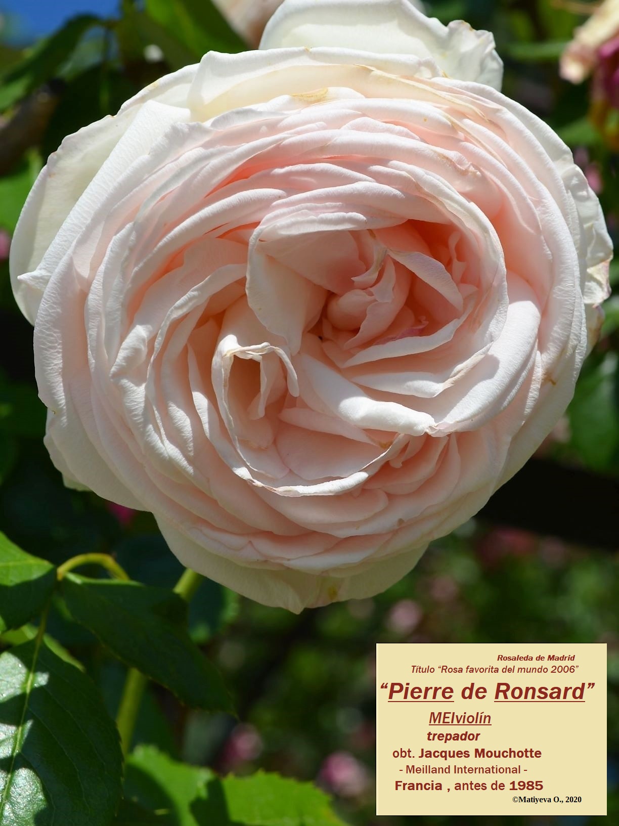 Cyclamen Pierre de Ronsard роза