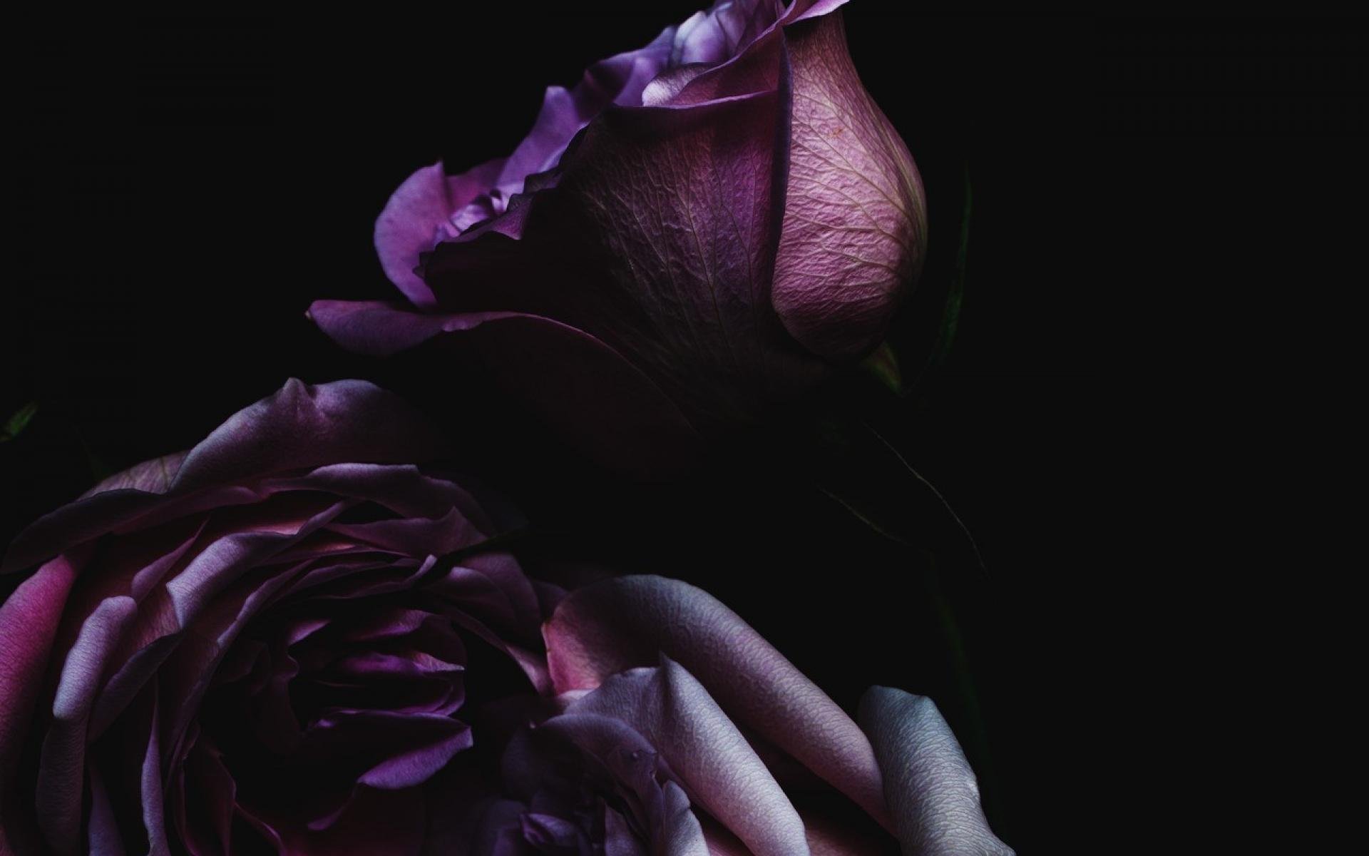 Фон на телефон темные цветы. Дарк Роуз Эстетика. Темные цветы. Цветы на темном фоне. Сиреневые цветы на темном фоне.