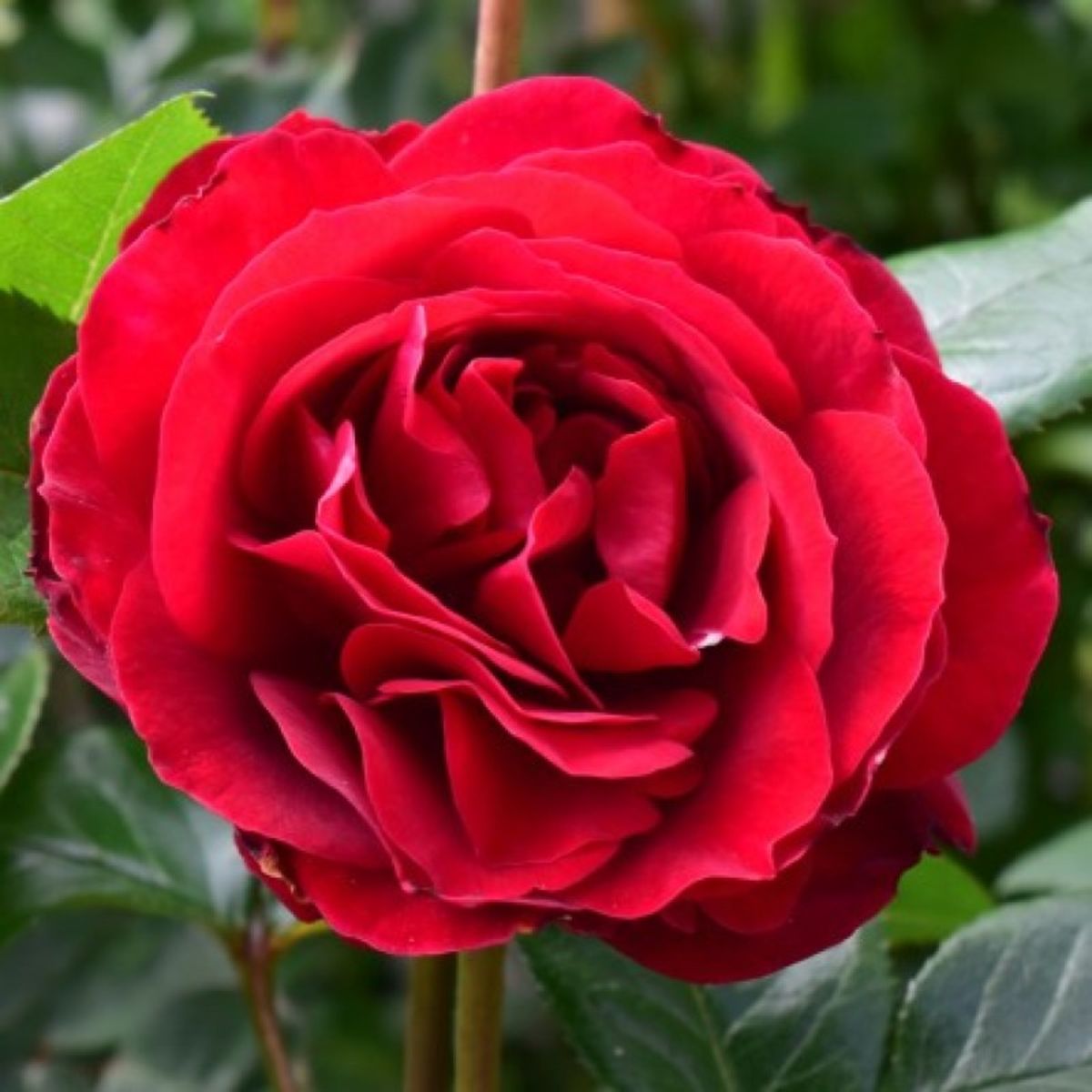 Ред Абунданс (Red abundance)роза