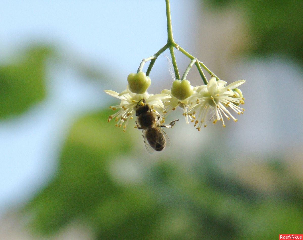 Липа цветет пчела