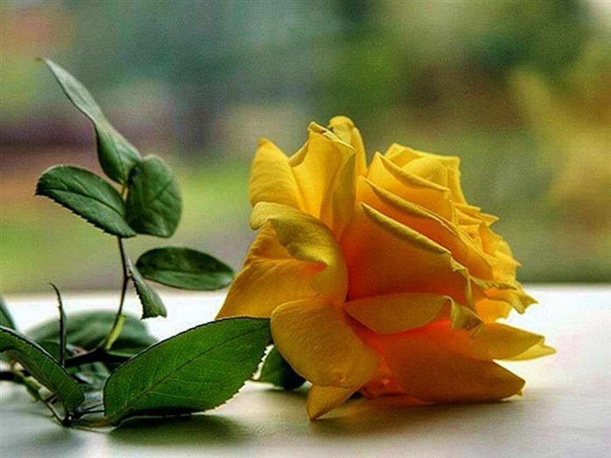 Почему желтый к разлуке. Прощальные цветы. Желтые розы. Цветы разлуки. Цветы на прощание.