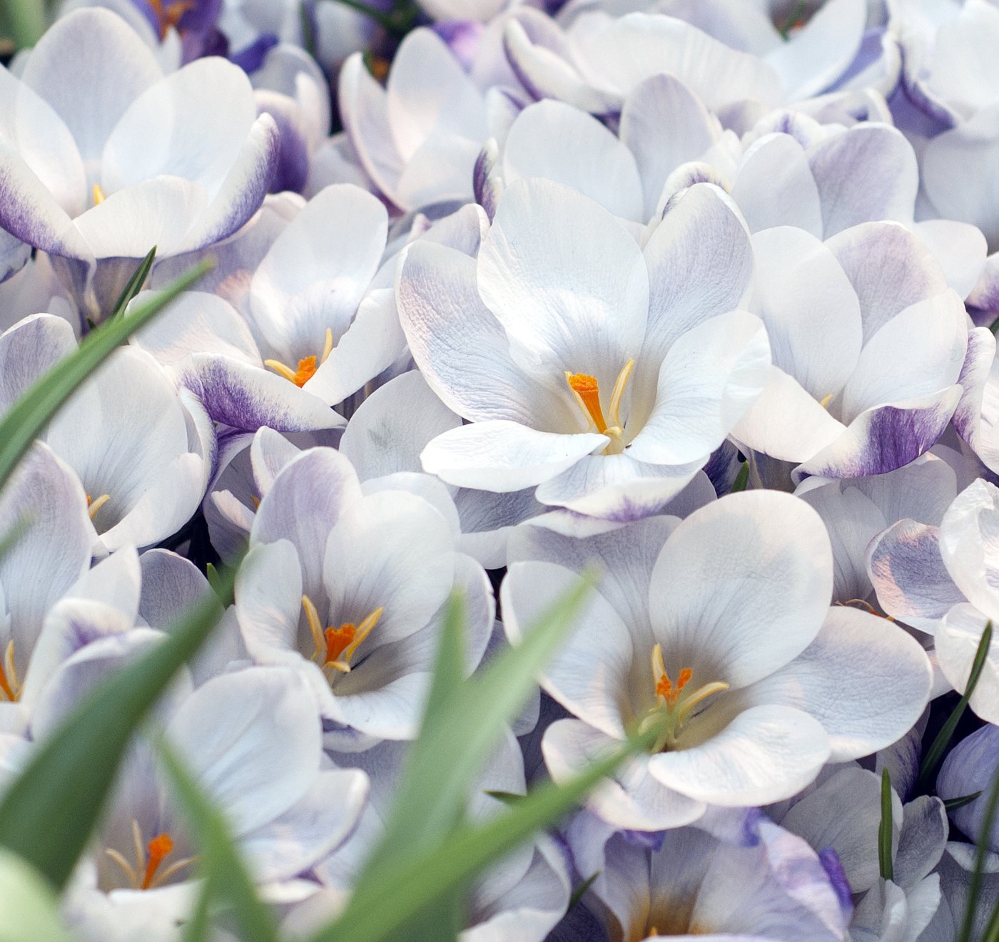 Это ужасно крокус. Крокус Цанты. Крокус цветок белый. Крокус сростнолистный. Крокус белый крупноцветковый.