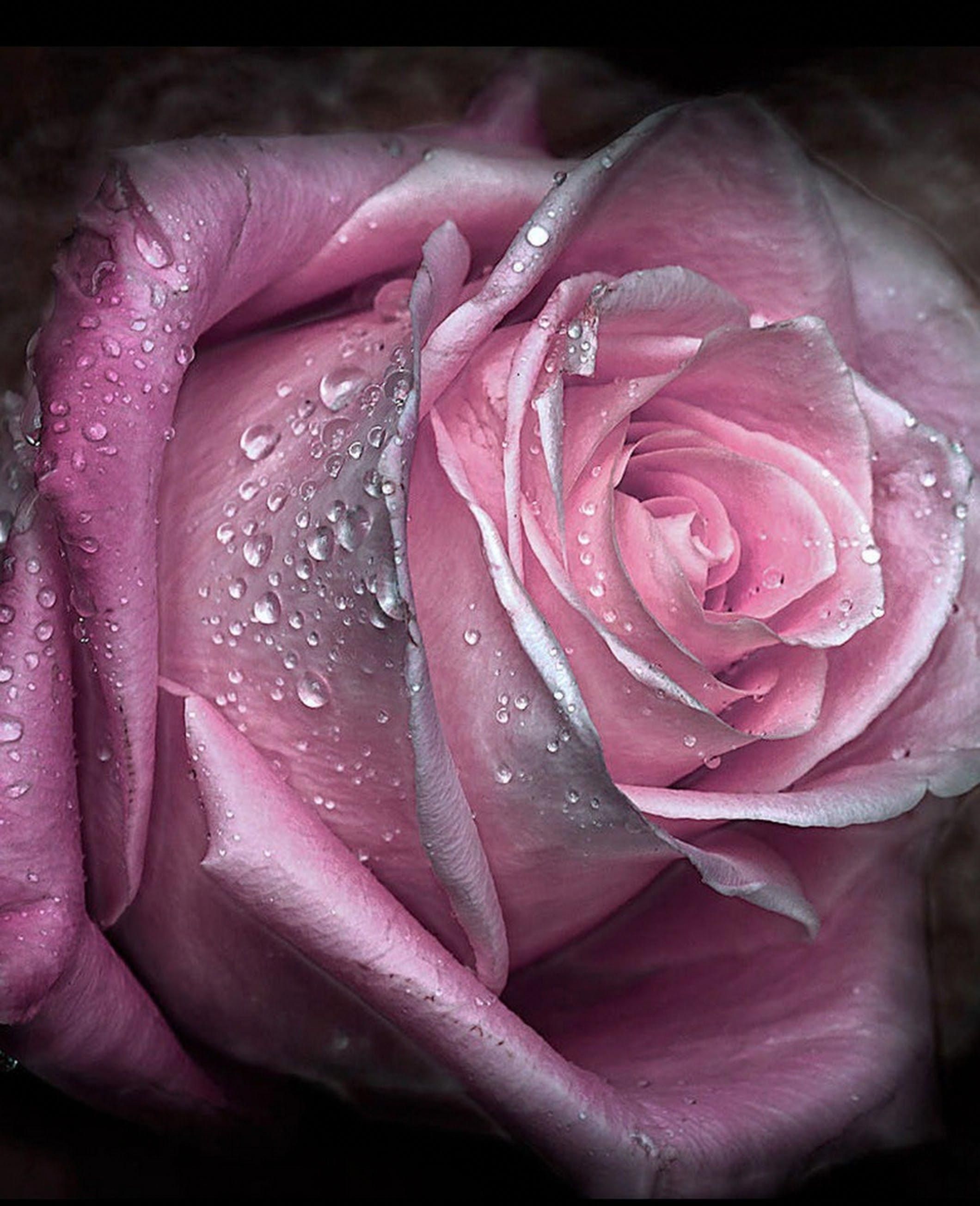 Половые розочки. Розовые розы. Розовые розы с росой. Красивые розовые розы. Шикарные розовые розы.