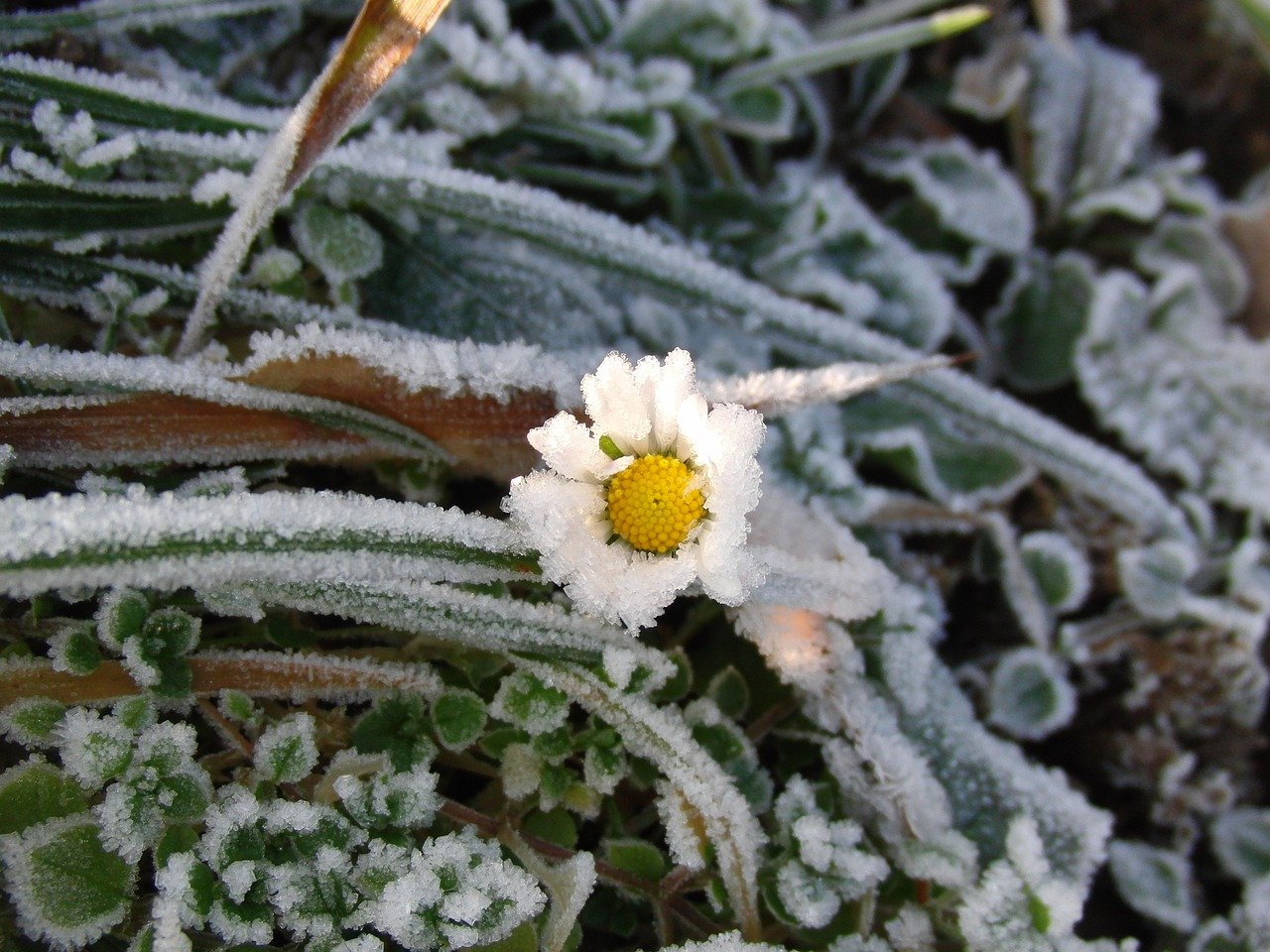 Причины заморозков. Зимние цветы. Растения зимой. Цветы зимой. Зимующие растения.