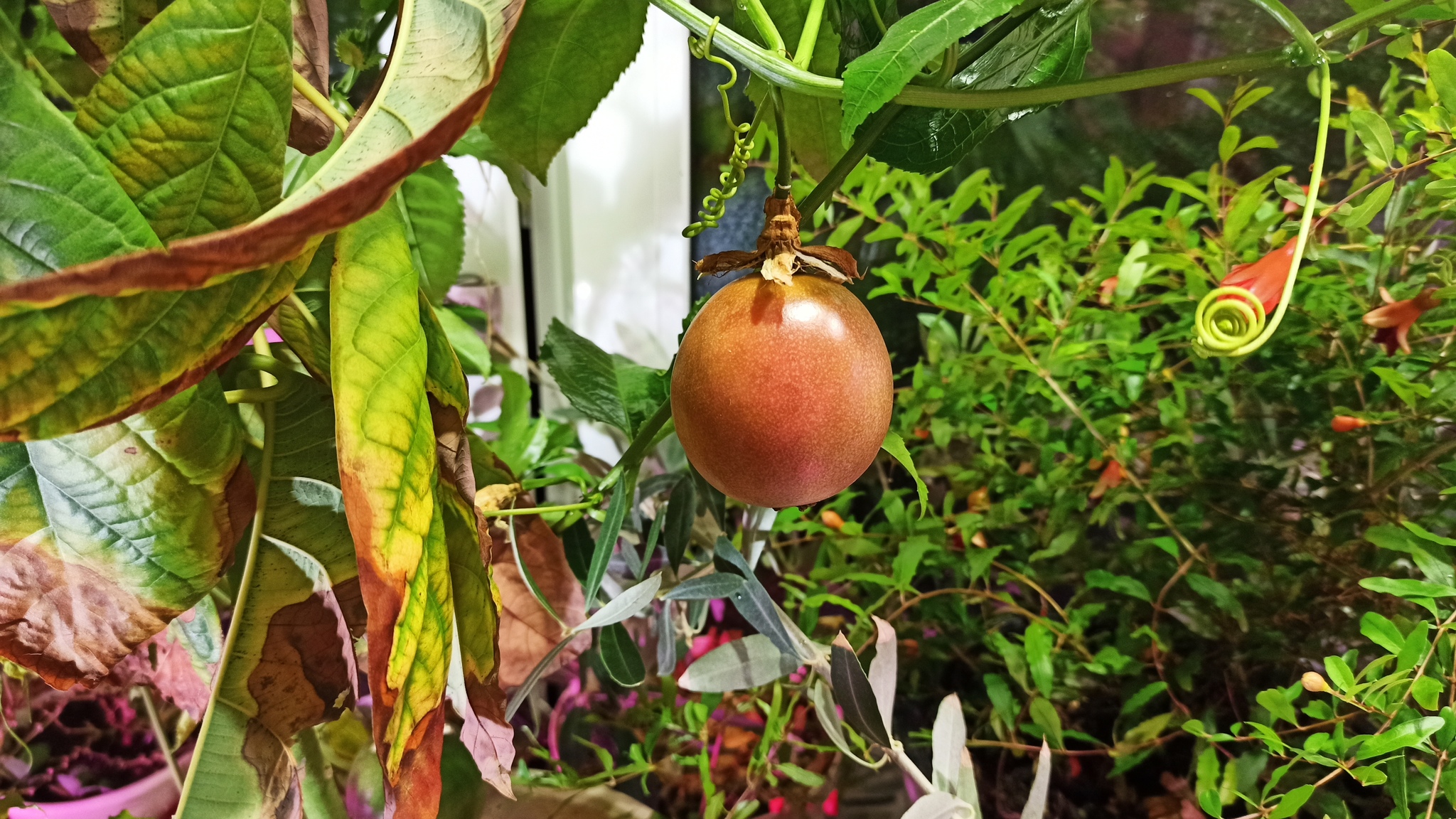 Тату папайя цветок многолетний агротехника