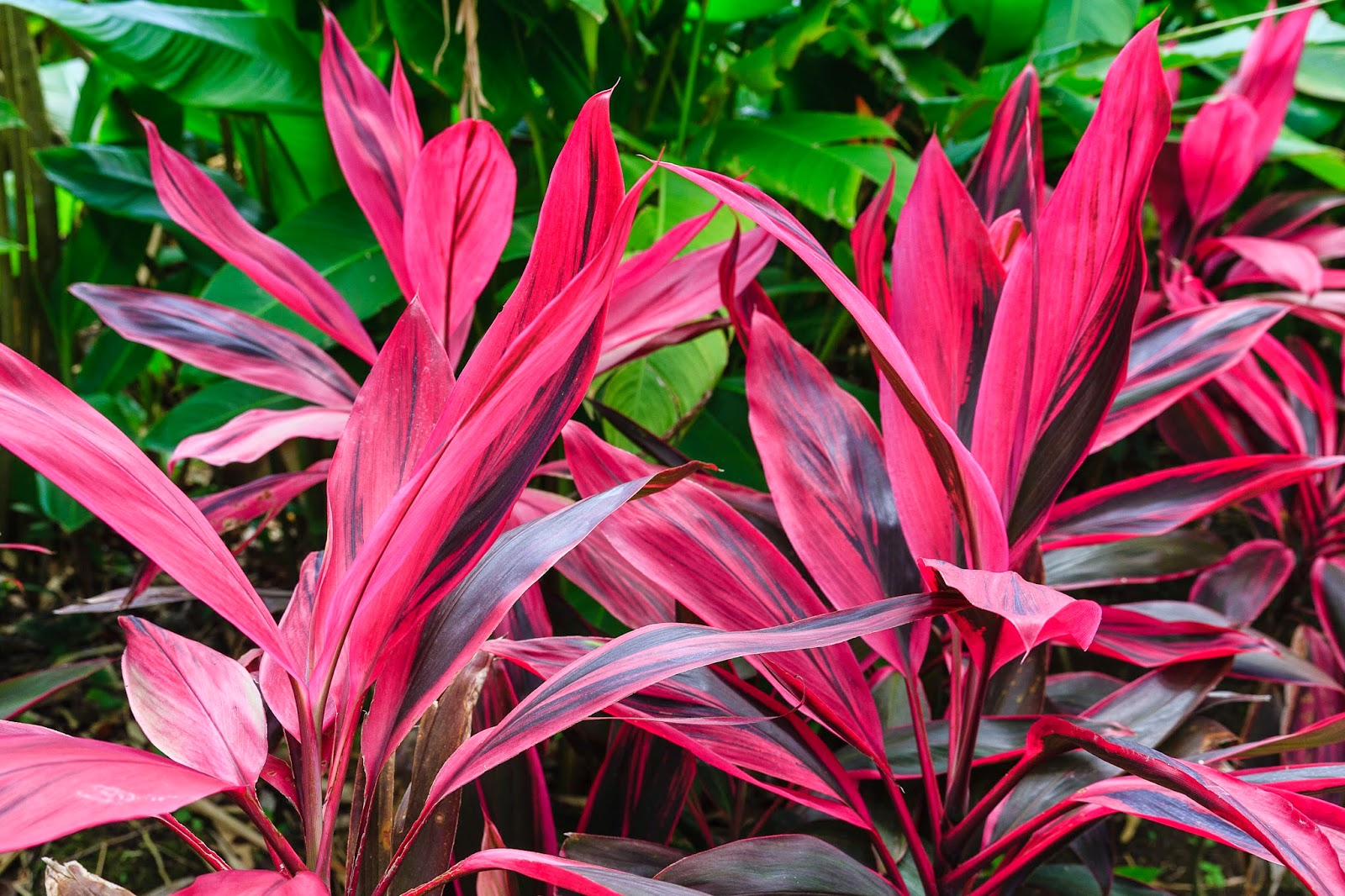 Растение с красными листьями фото и названия