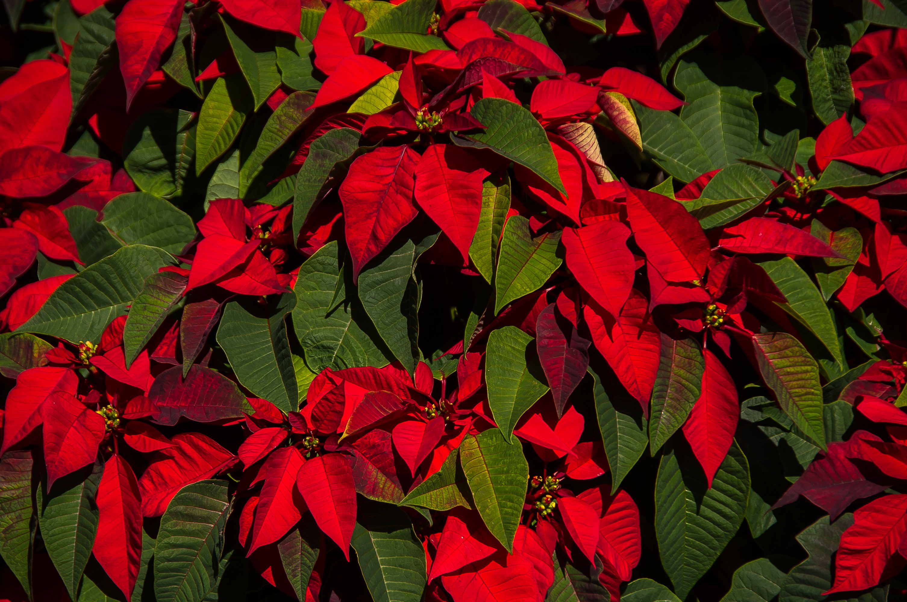 цветок с зелено красными листьями название фото