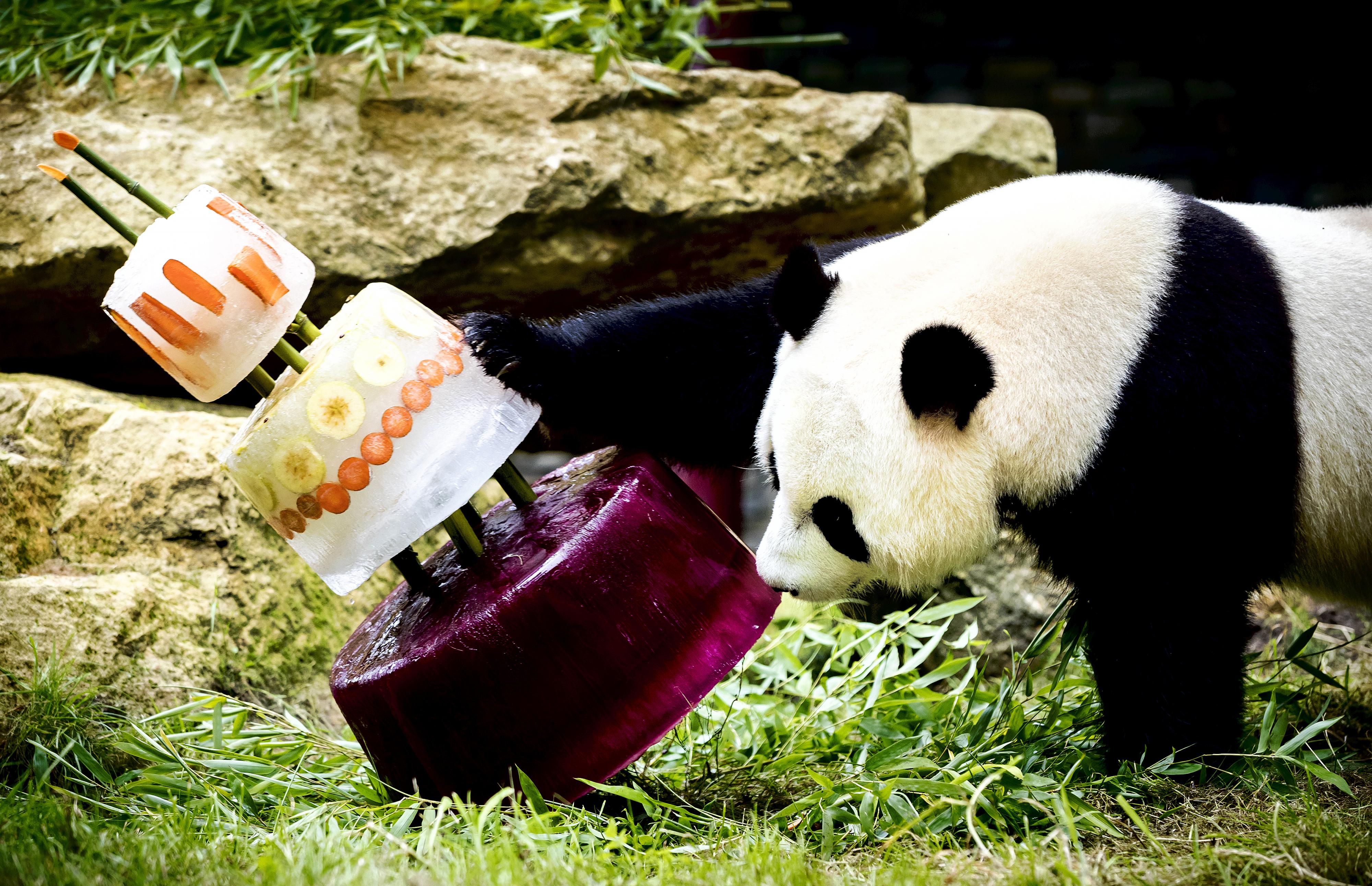 Панды едят мясо. Панда ест яблоко. Панда с Кубком. Панда с пивом. Кальян Панда.