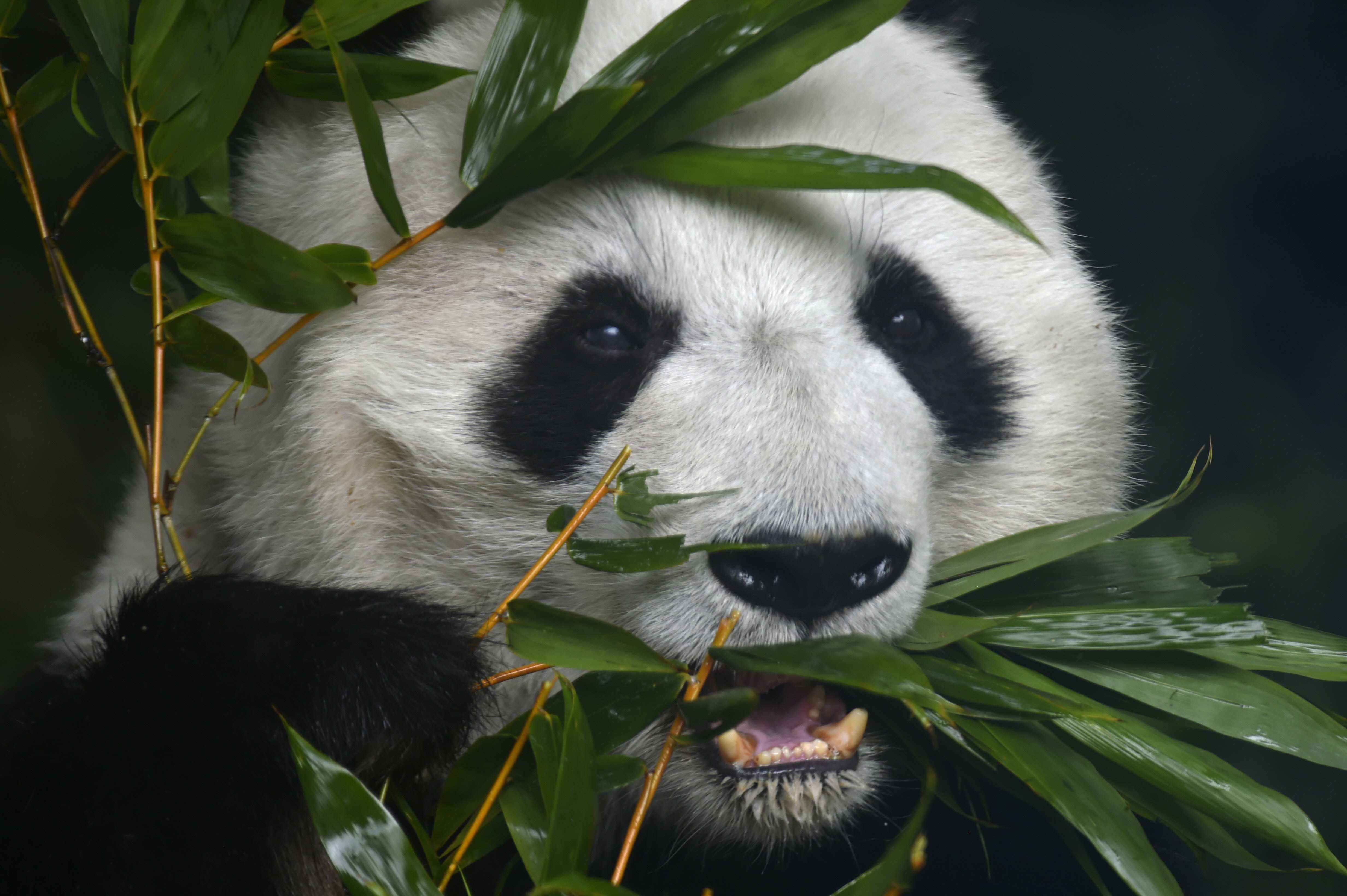 Панда хавает бамбук