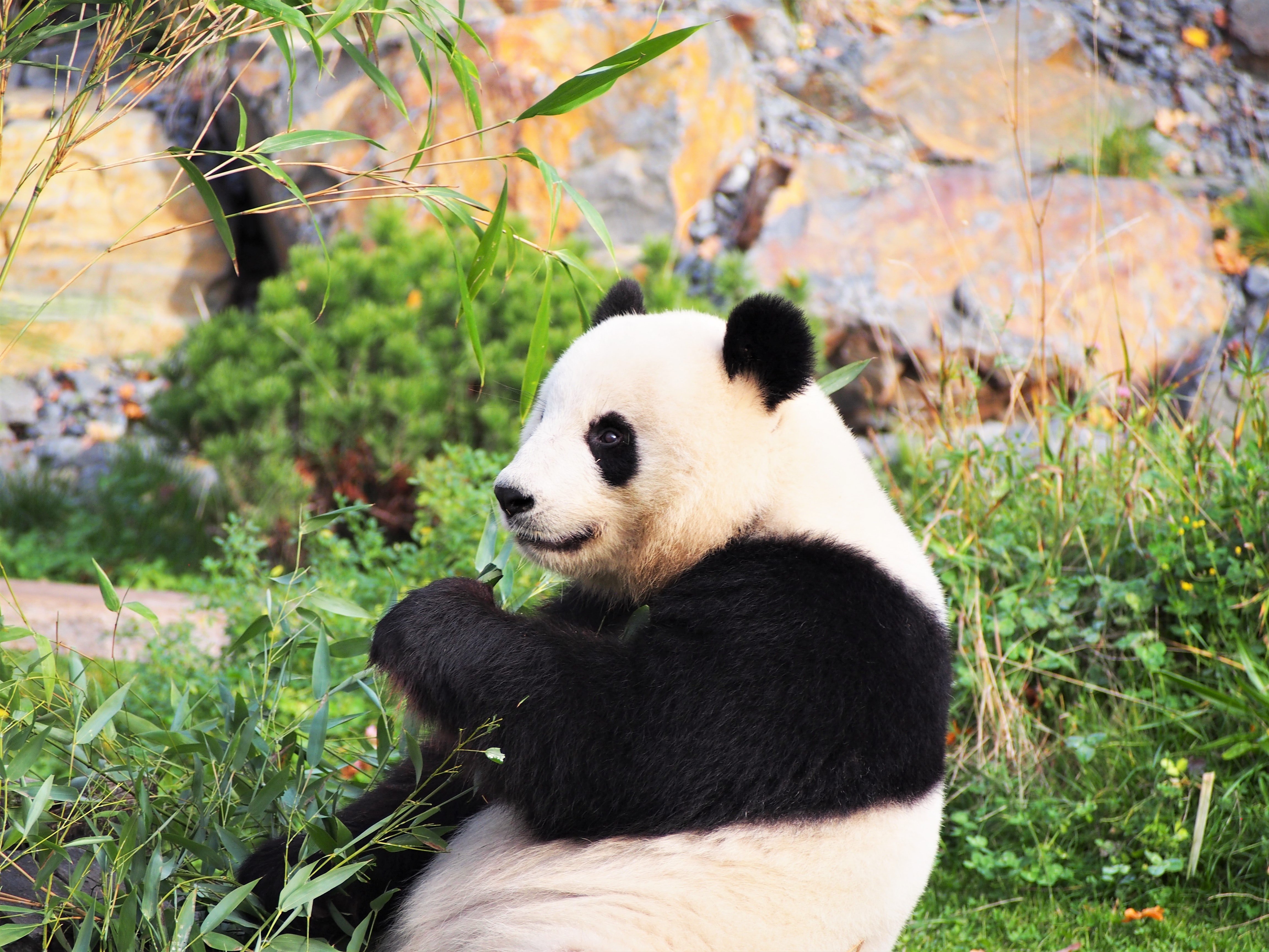 розовая панда фото