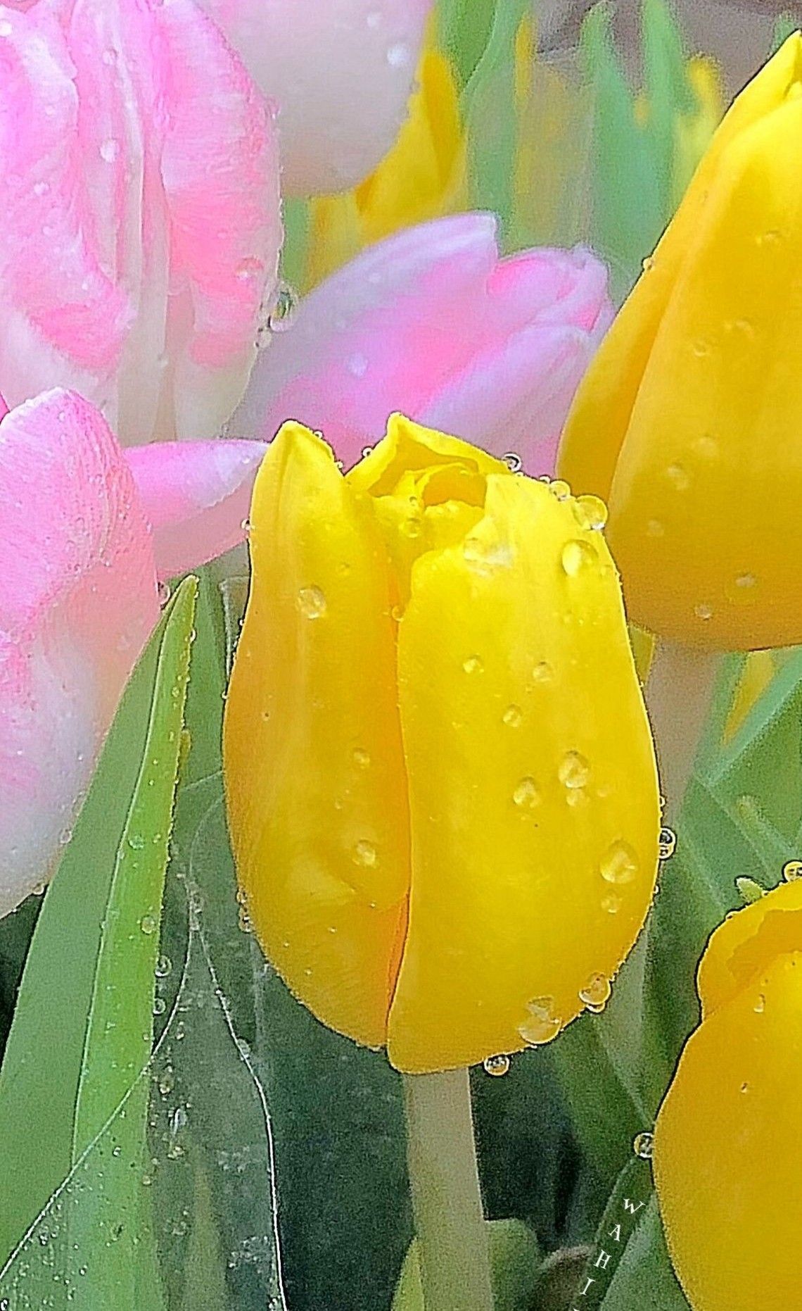 Радужные тюльпаны