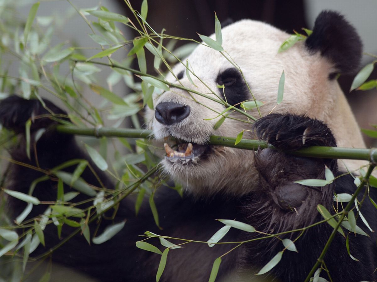За поведением панды во время кормления. Панда с цветами. Почему панды вымирают. Эдинбургский зоопарк.