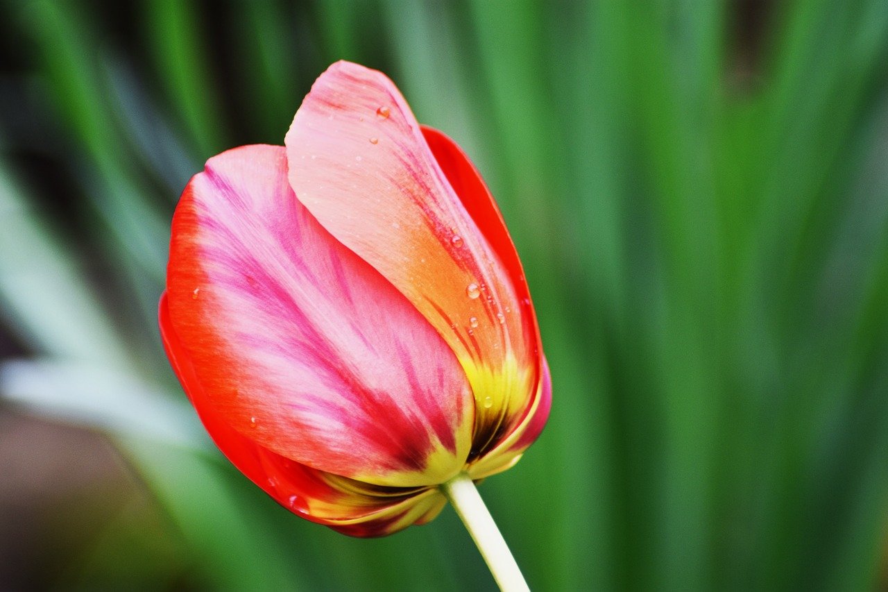 Радужный тюльпан фото