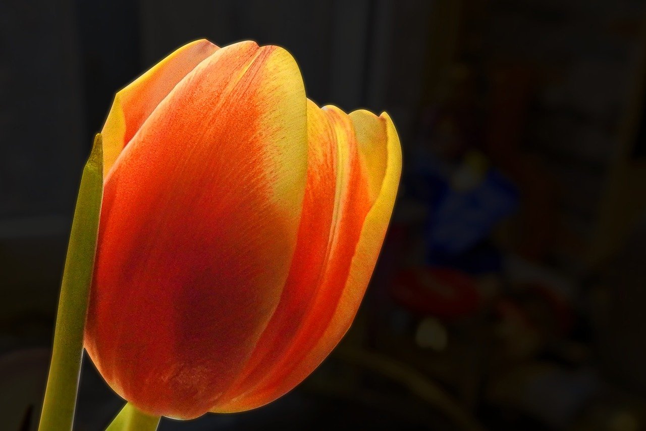Радужный тюльпан фото