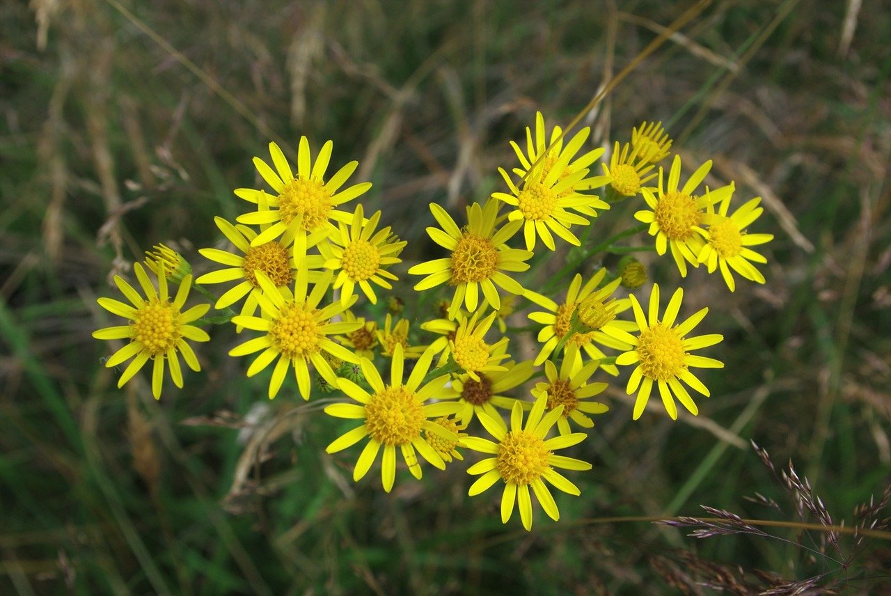 Желтые цветочки полевые фото и названия