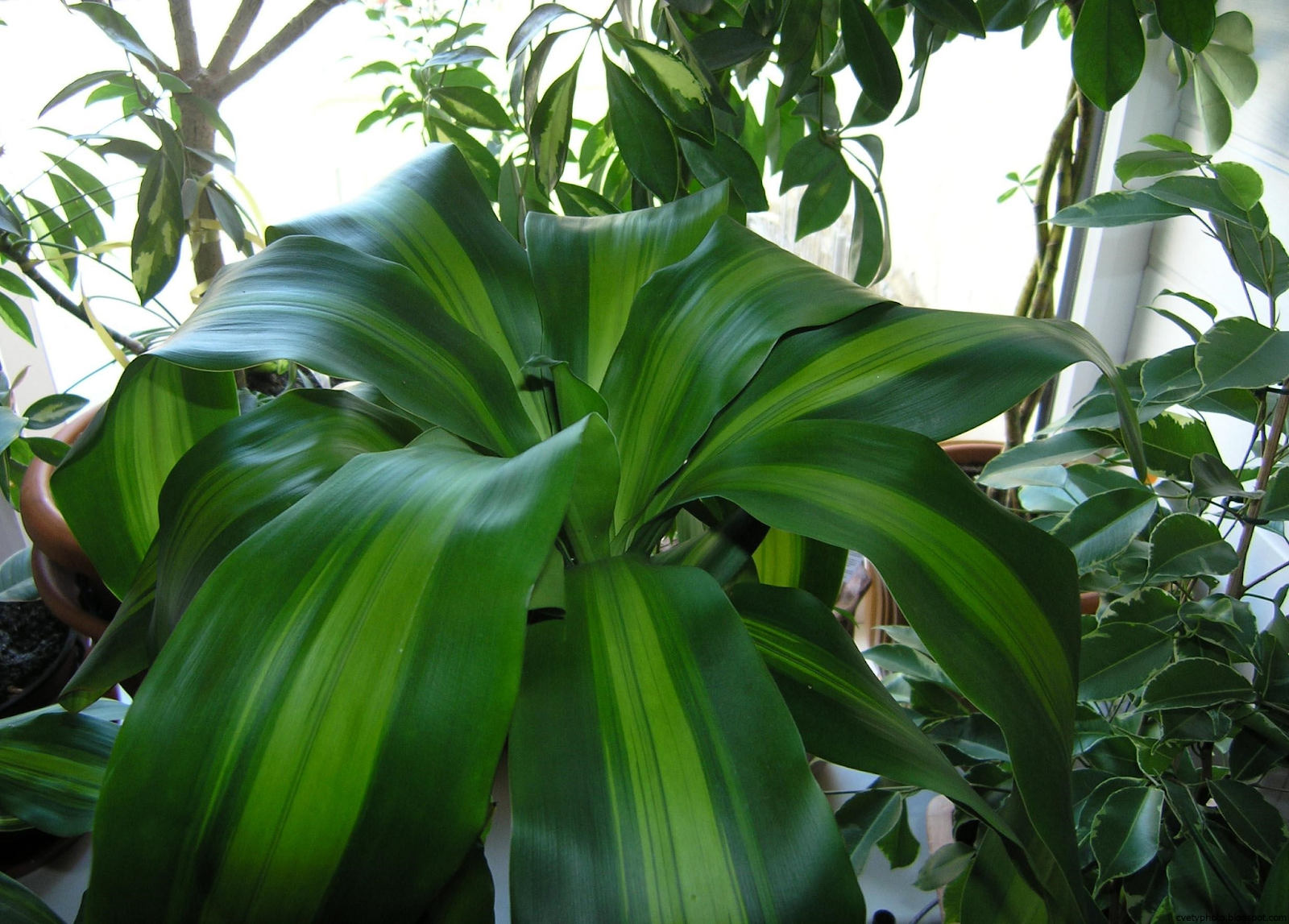 Комнатное растение с широкими листьями