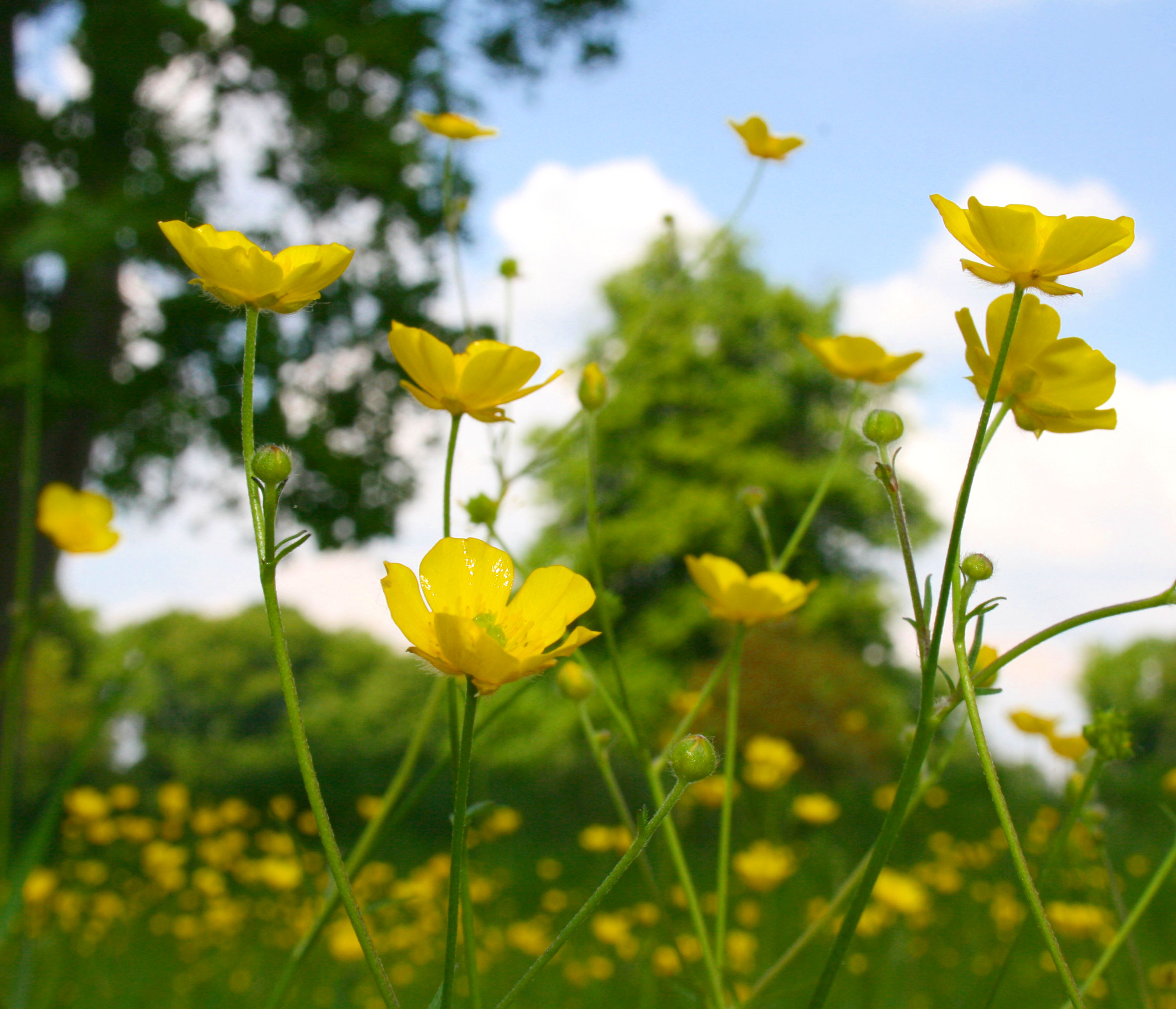 Желтые цветочки полевые фото и названия