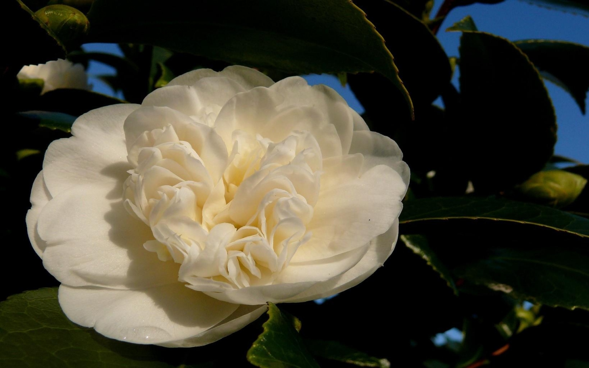 Роза Камелия белая