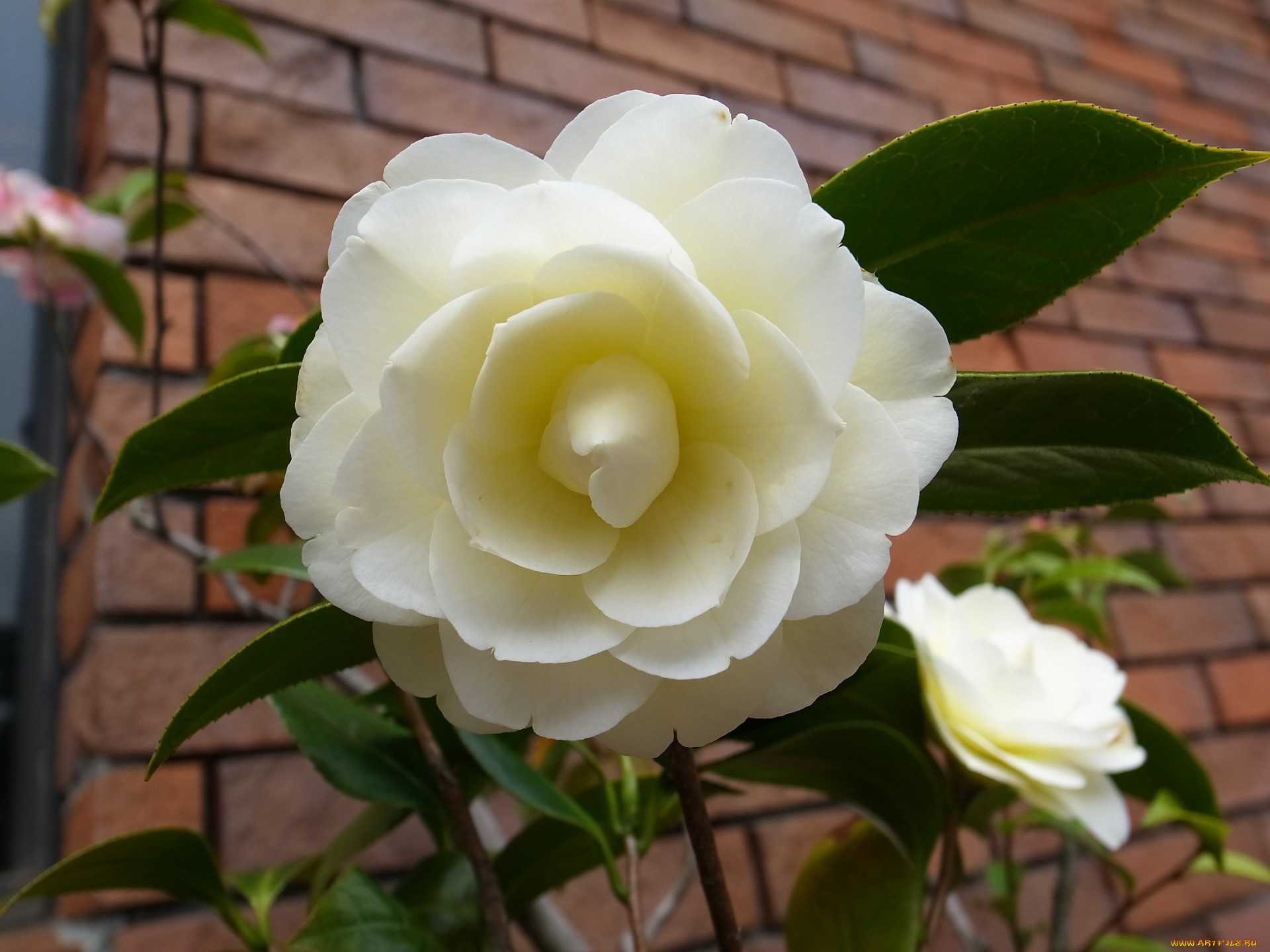 Роза Камелия белая