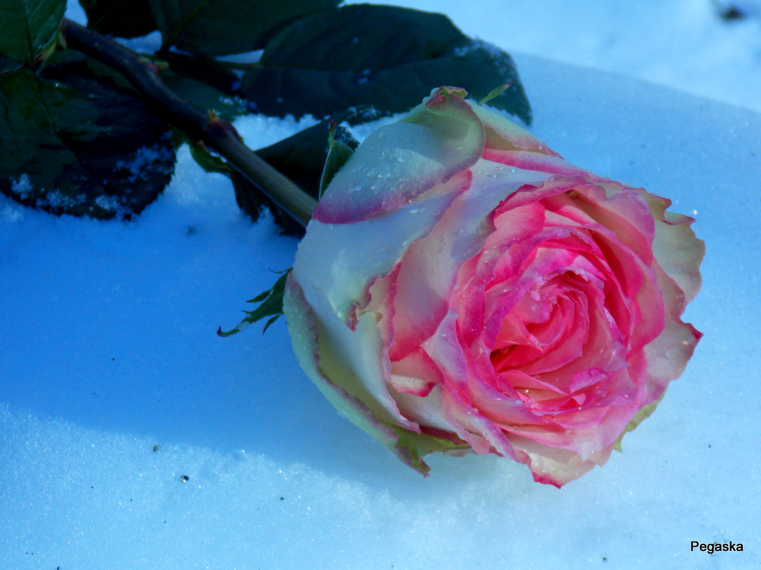 Чайная роза на снегу