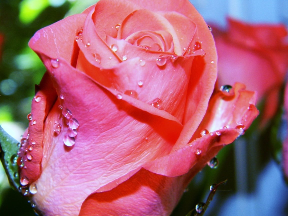Букеты цветов розы с росой