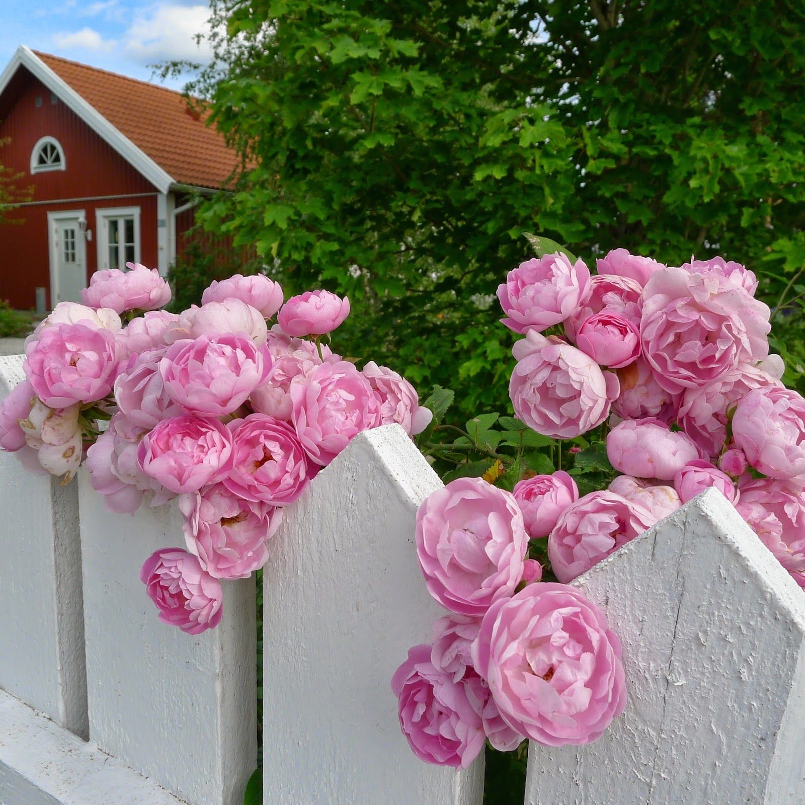 Summer Dream фото розы