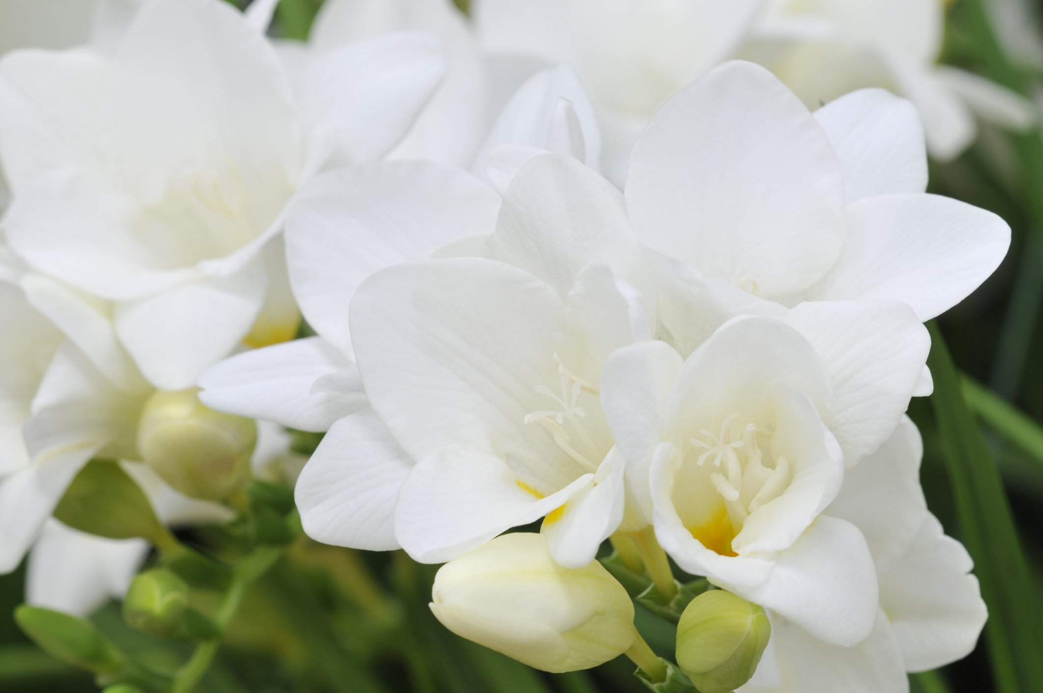 Фрезия белая цветок