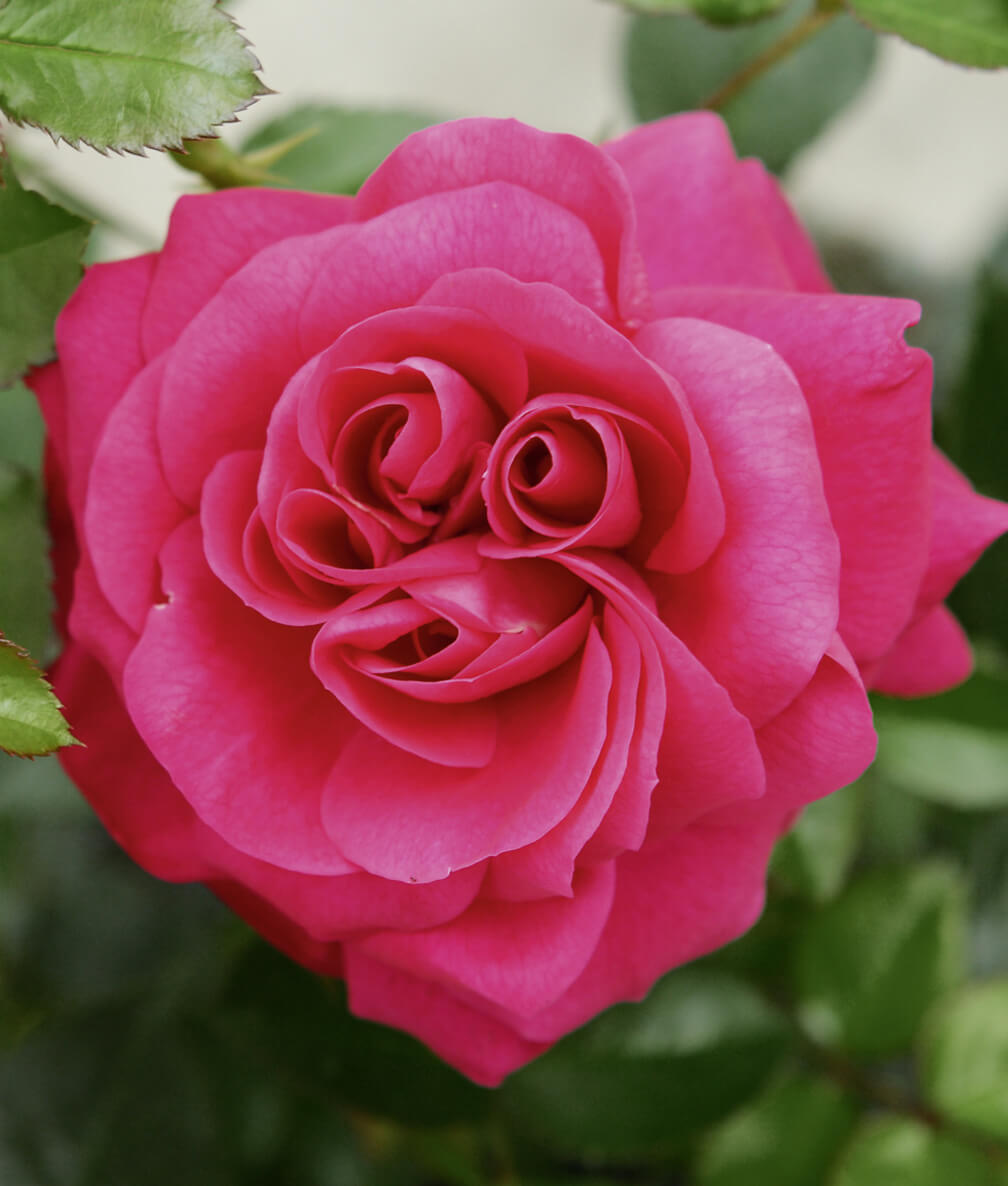 Сорт роз Авила Палас