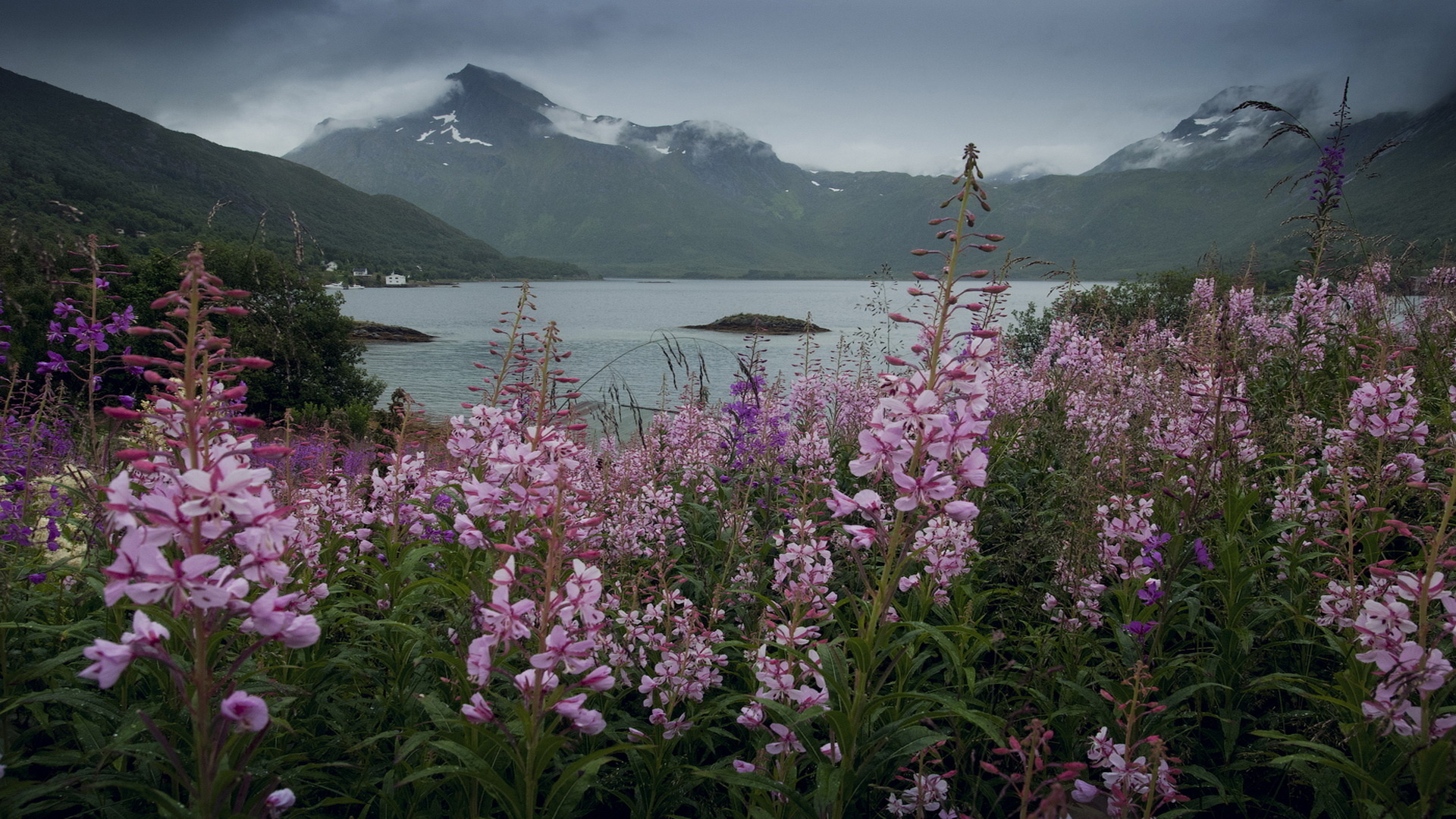 Скандинавия растения природа