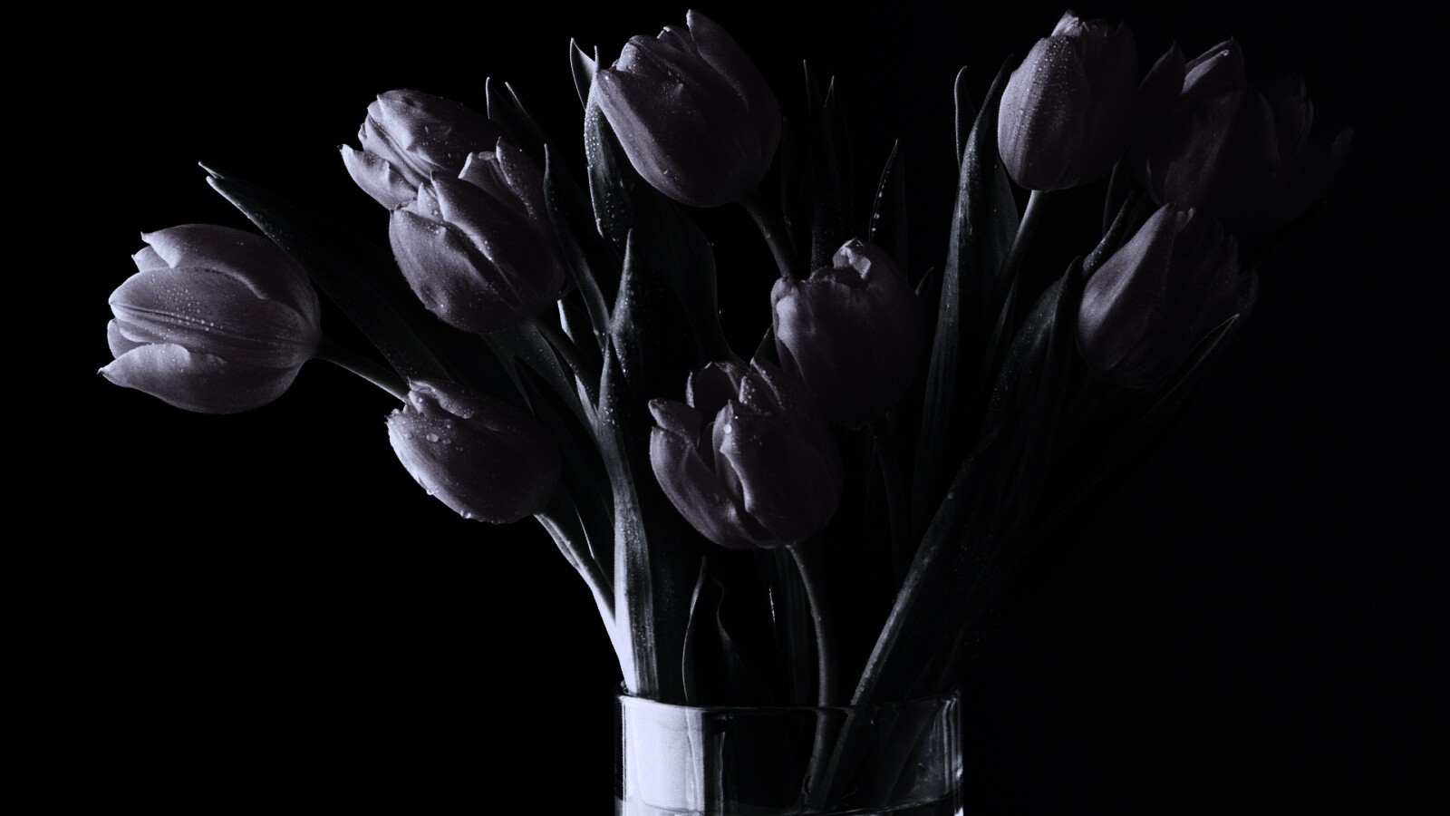 Черные И Синие Тюльпаны
