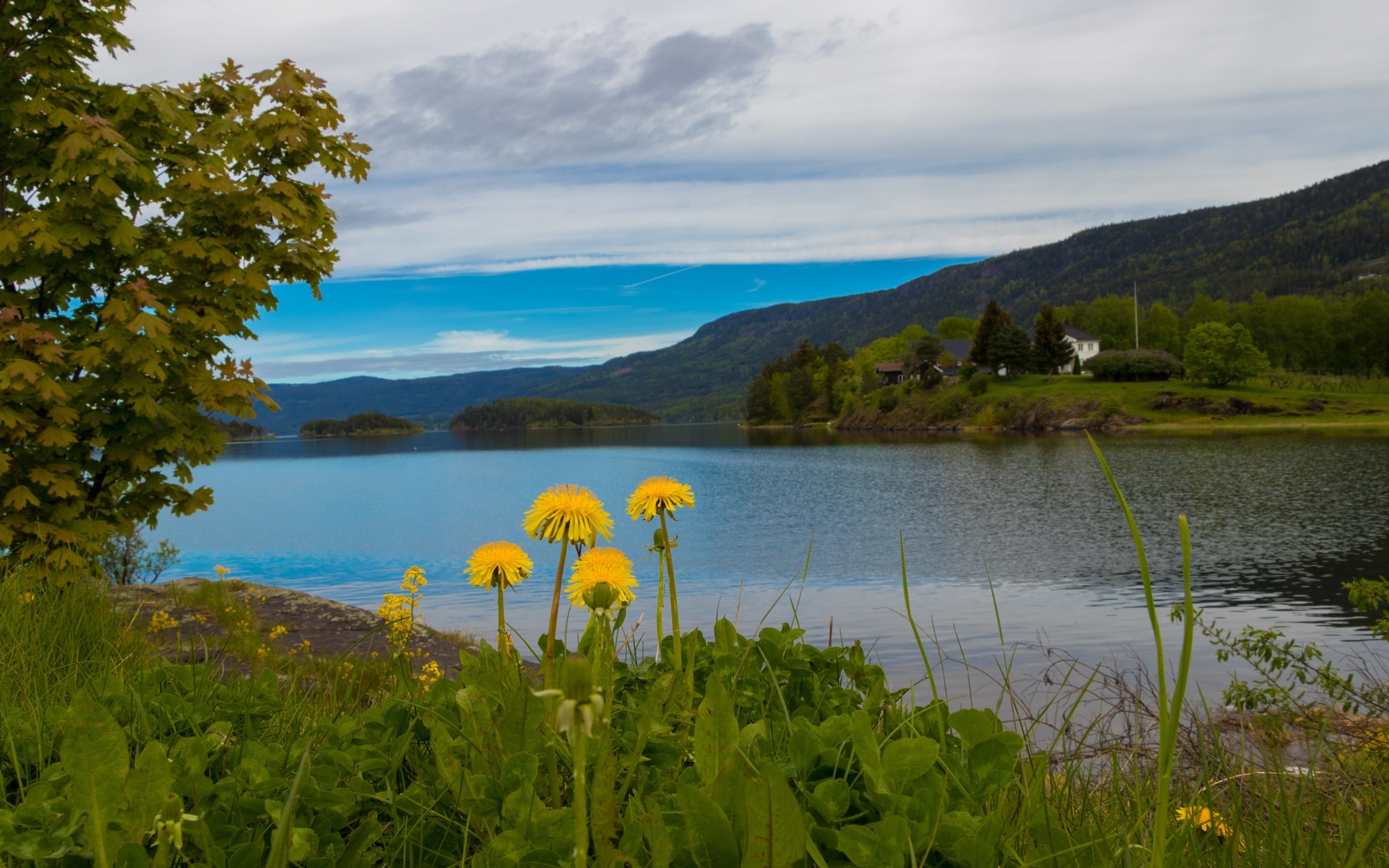 Растительный мир Норвегии