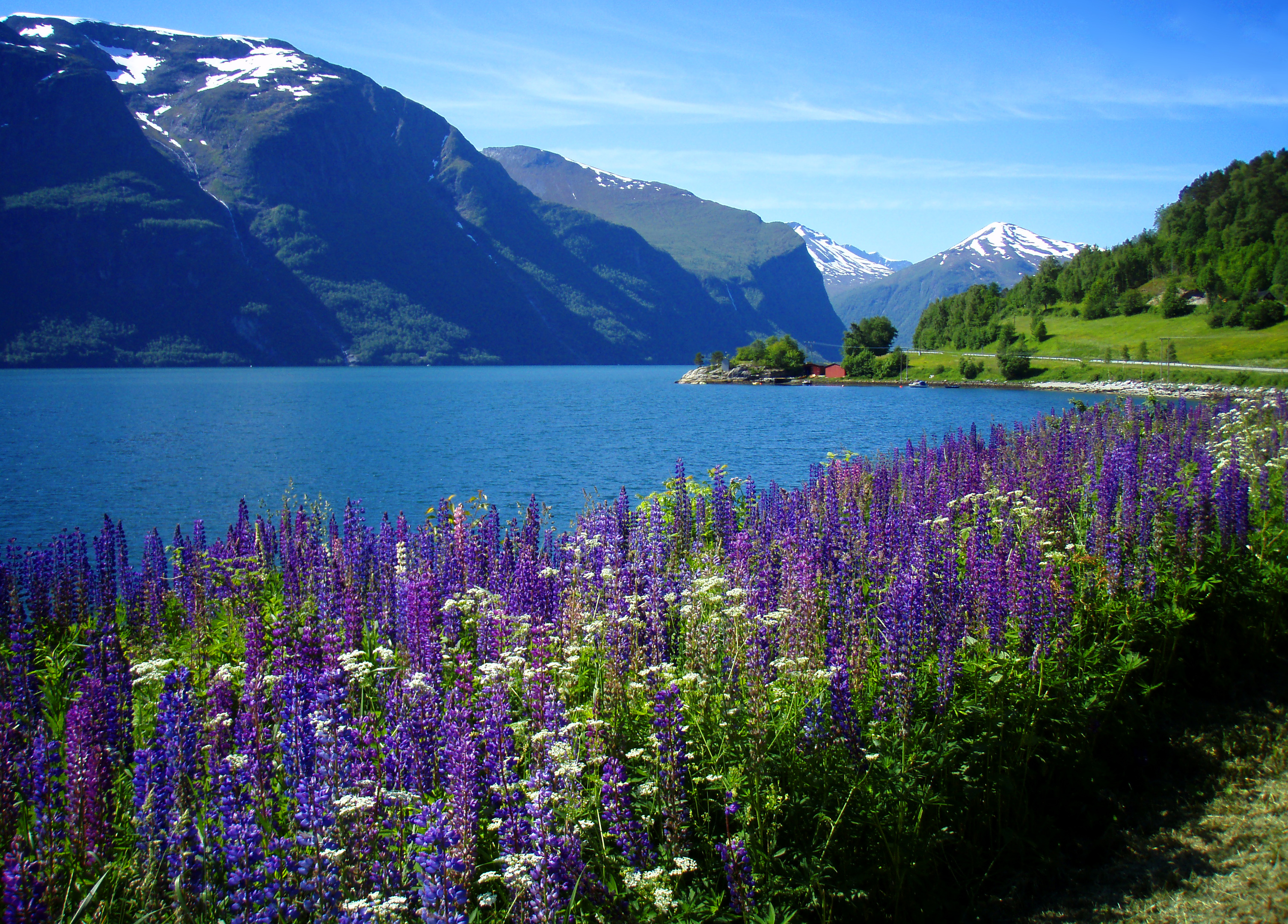 Растительность Норвегии