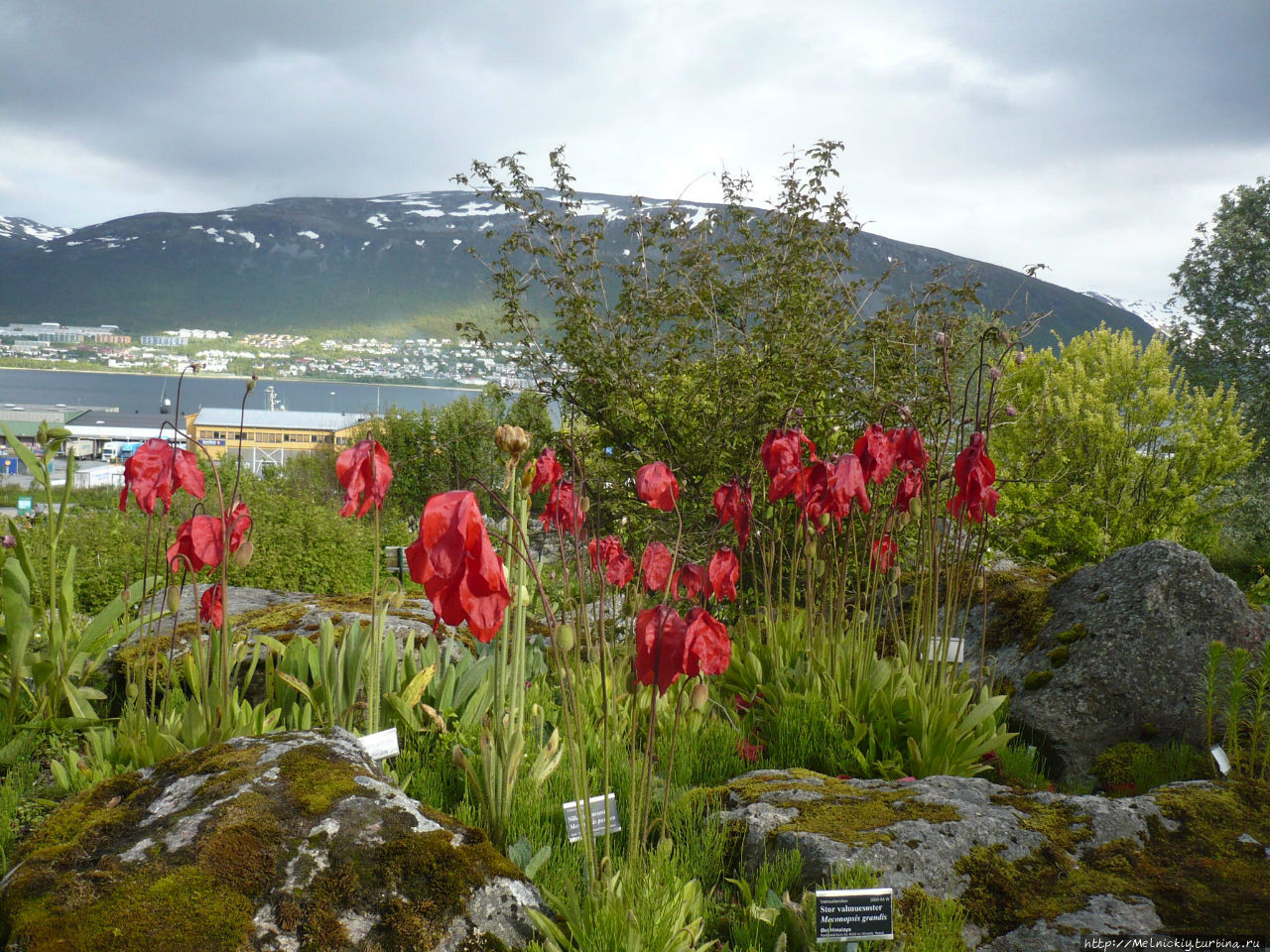 Арктическо-Альпийский Ботанический сад в тромсё/Норвегия