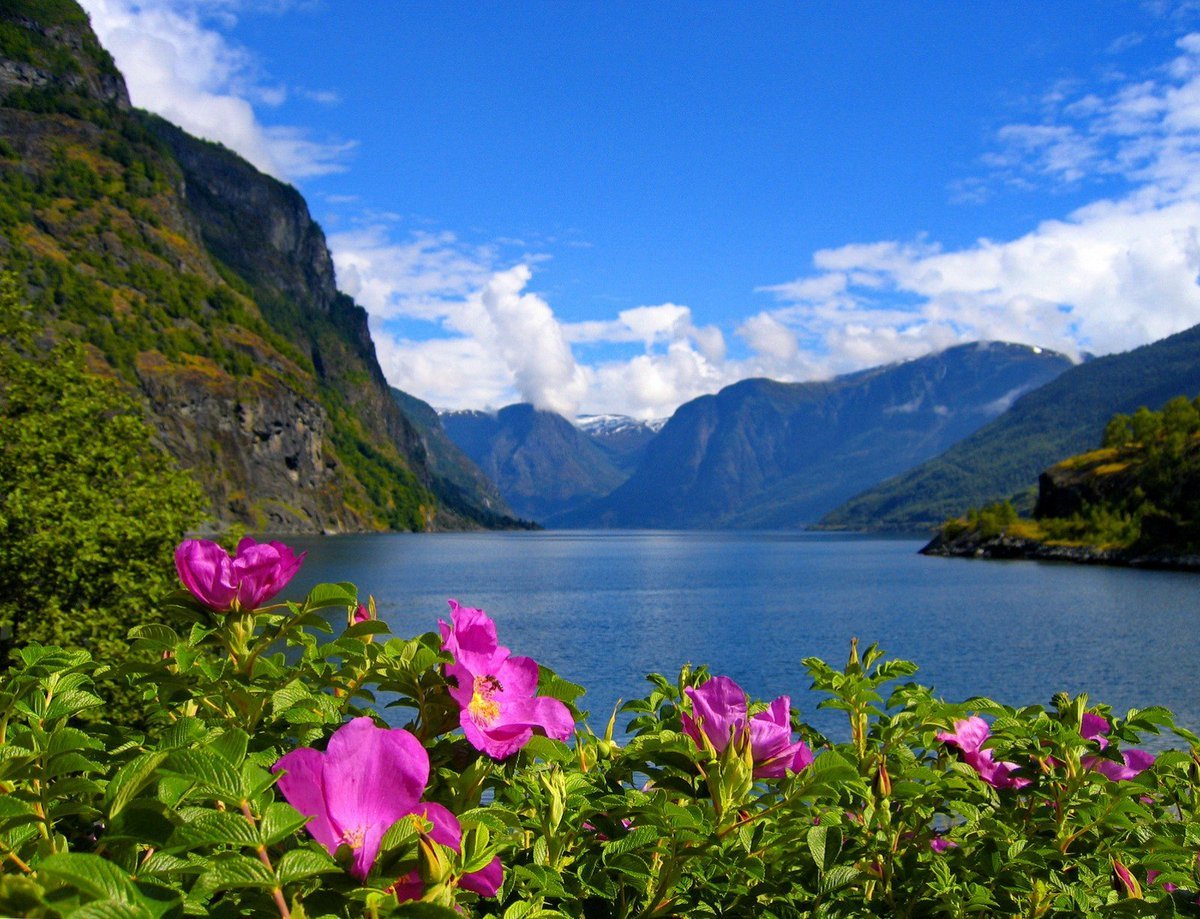Цветы норвегии. Растительность в норвежских фьордах. Горы озеро цветы. Весна горы озеро. Горы река цветы.