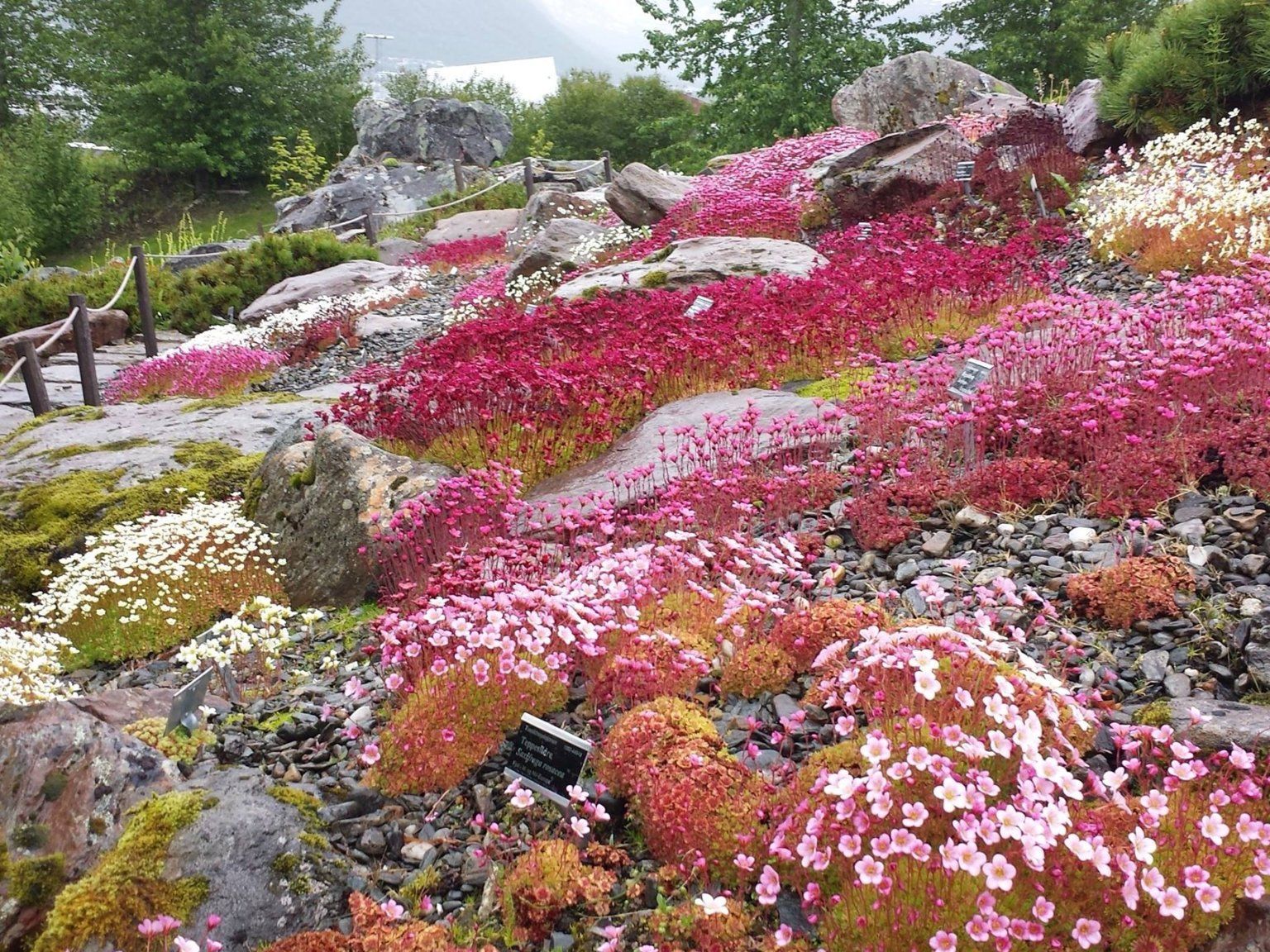 Арктическо-Альпийский Ботанический сад Норвегия