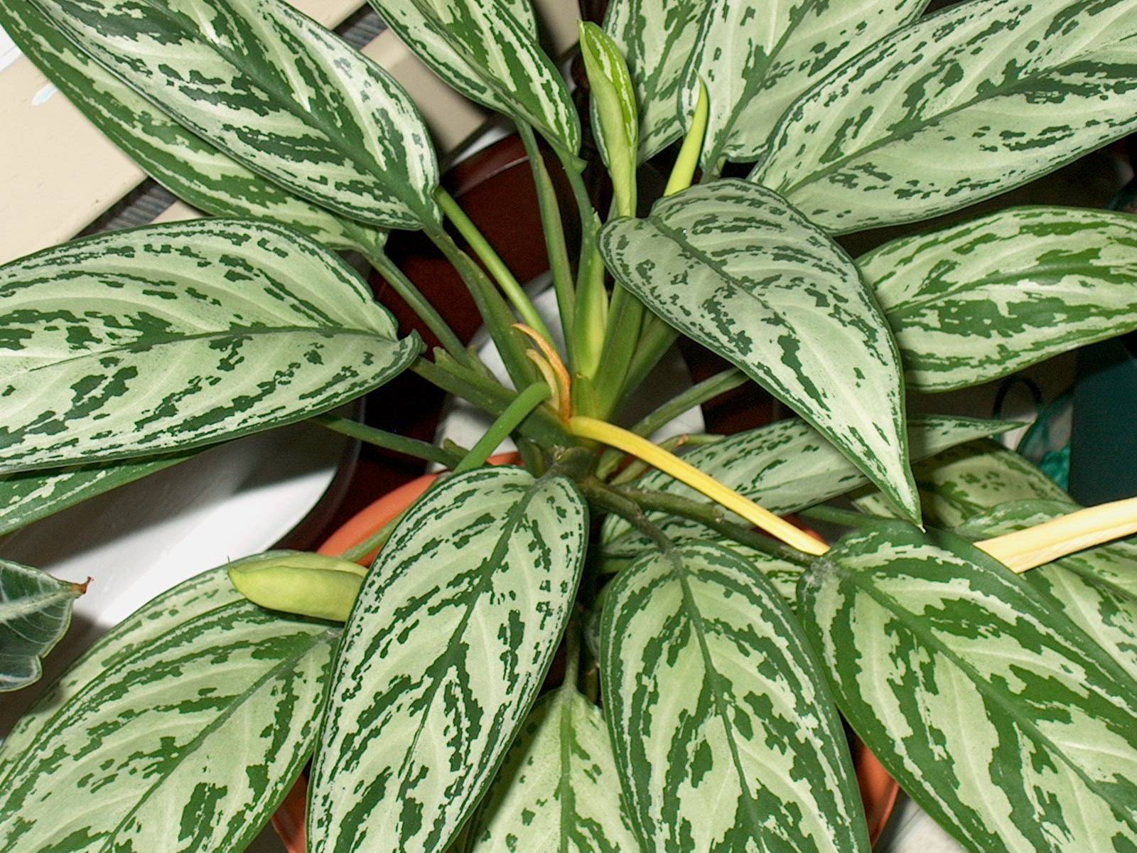 Комнатное растение зеленые листья с белыми пятнами. Диффенбахия уход
