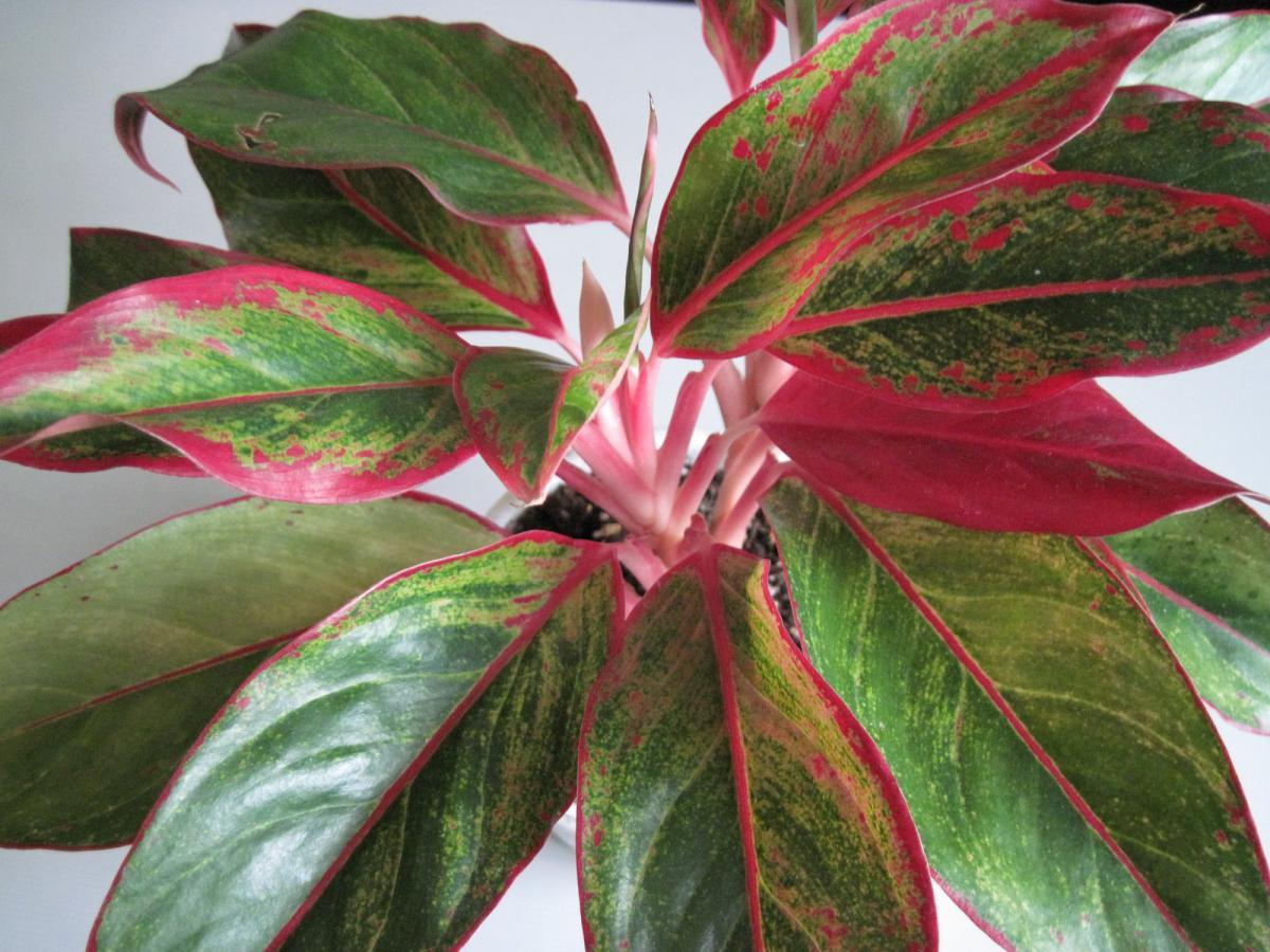 Растение с листьями красно зелеными листьями фото