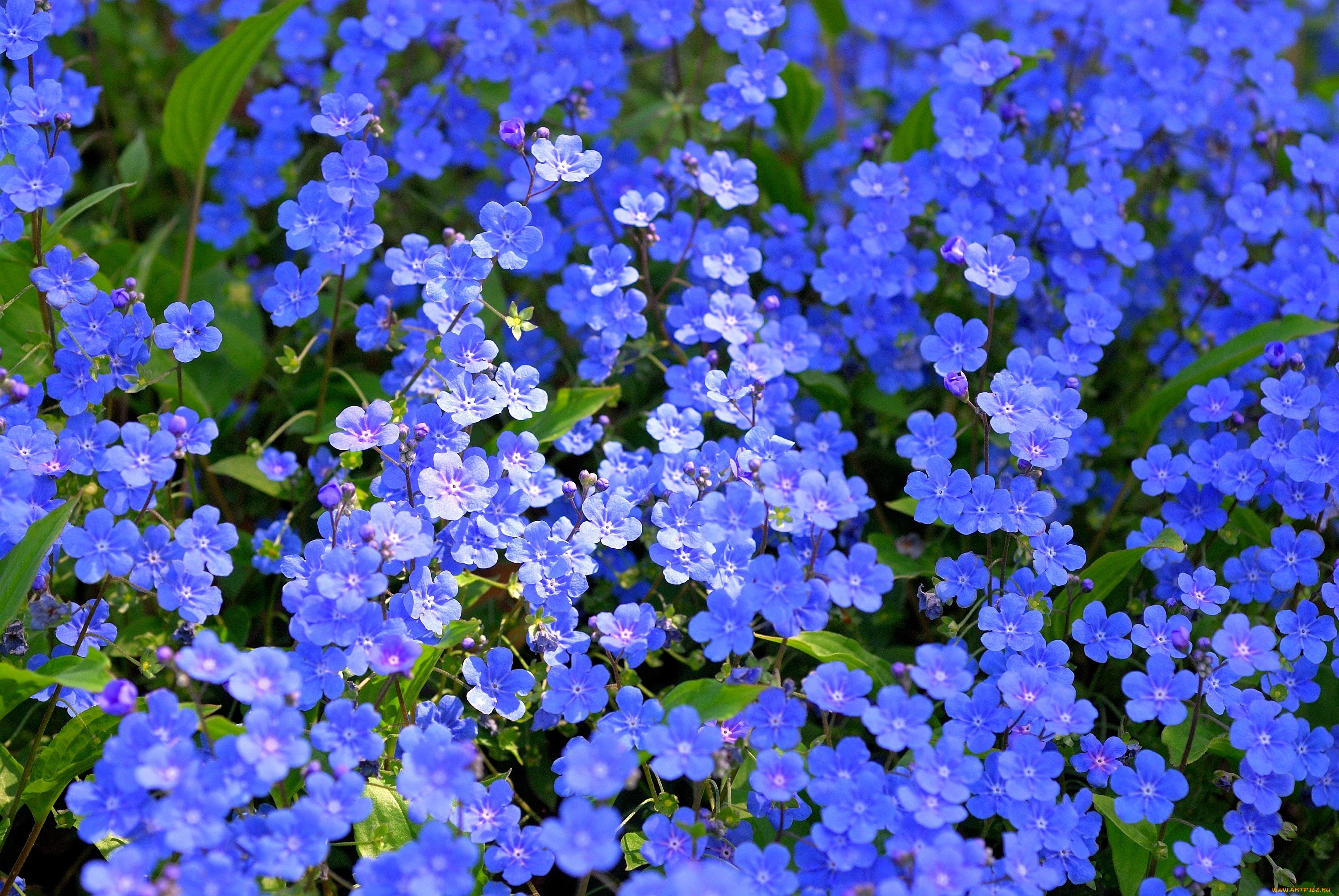 Мелкие синие цветы для клумбы названия и фото