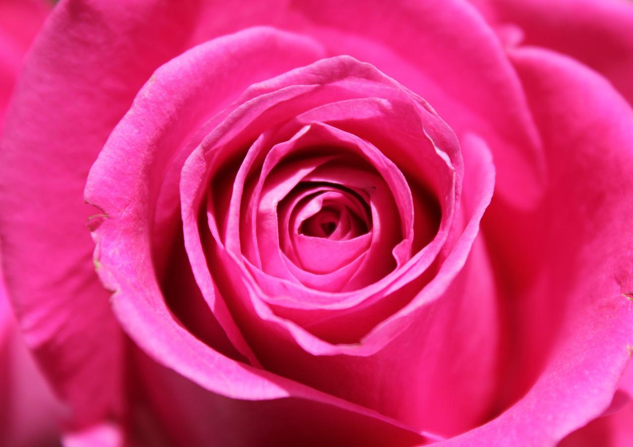 Розы ярко розового цвета