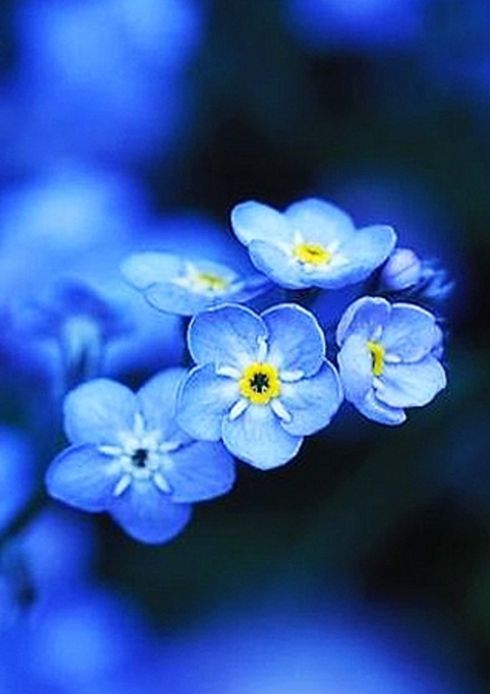 Сине желтая незабудка. Блуе Фловер. Синие цветы. Красивые синие цветы. Синий цвет.
